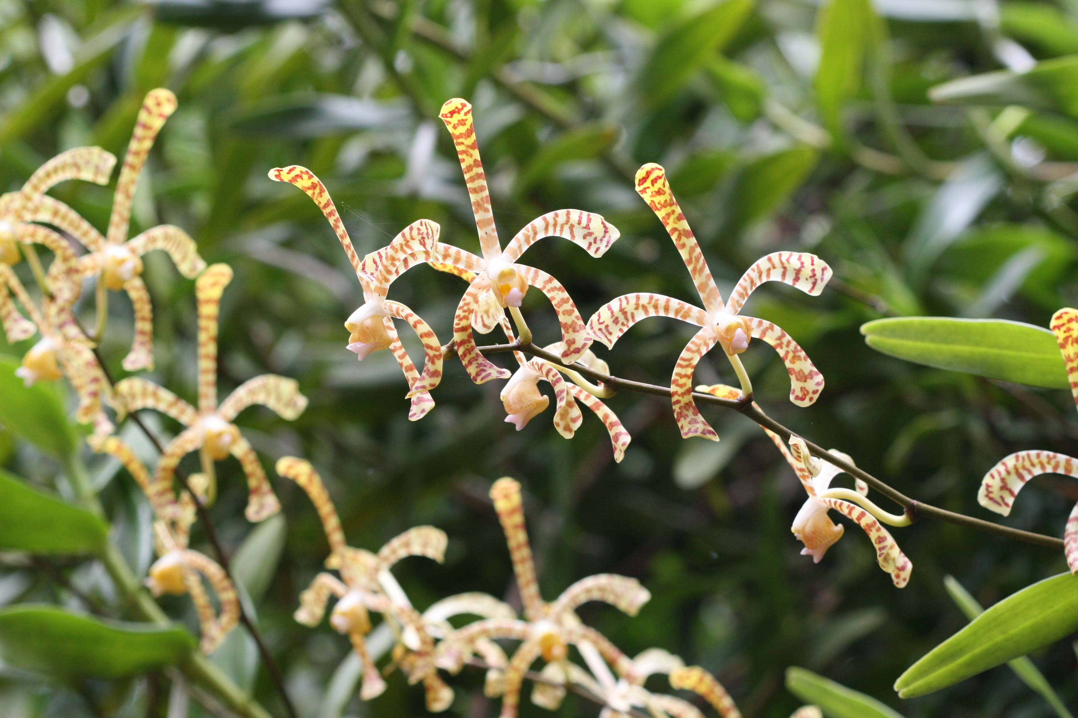 India Flora Online
