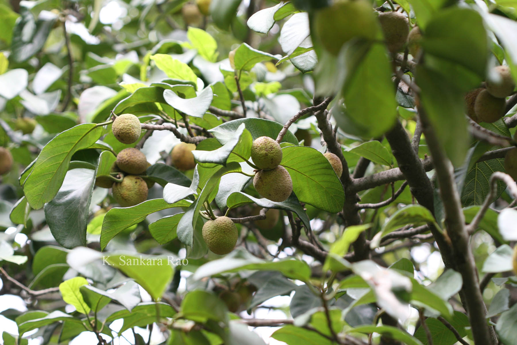 India Flora Online