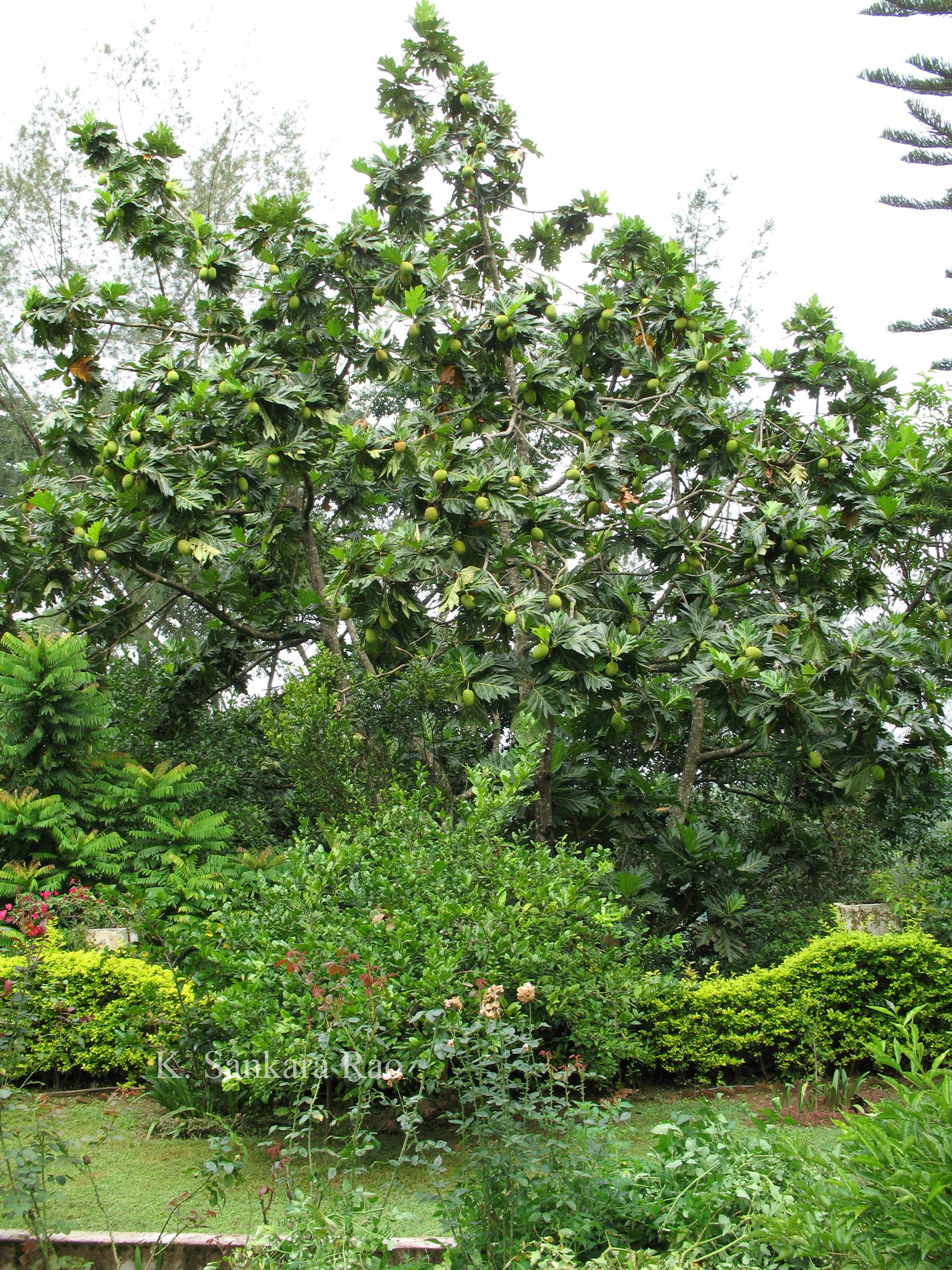 India Flora Online