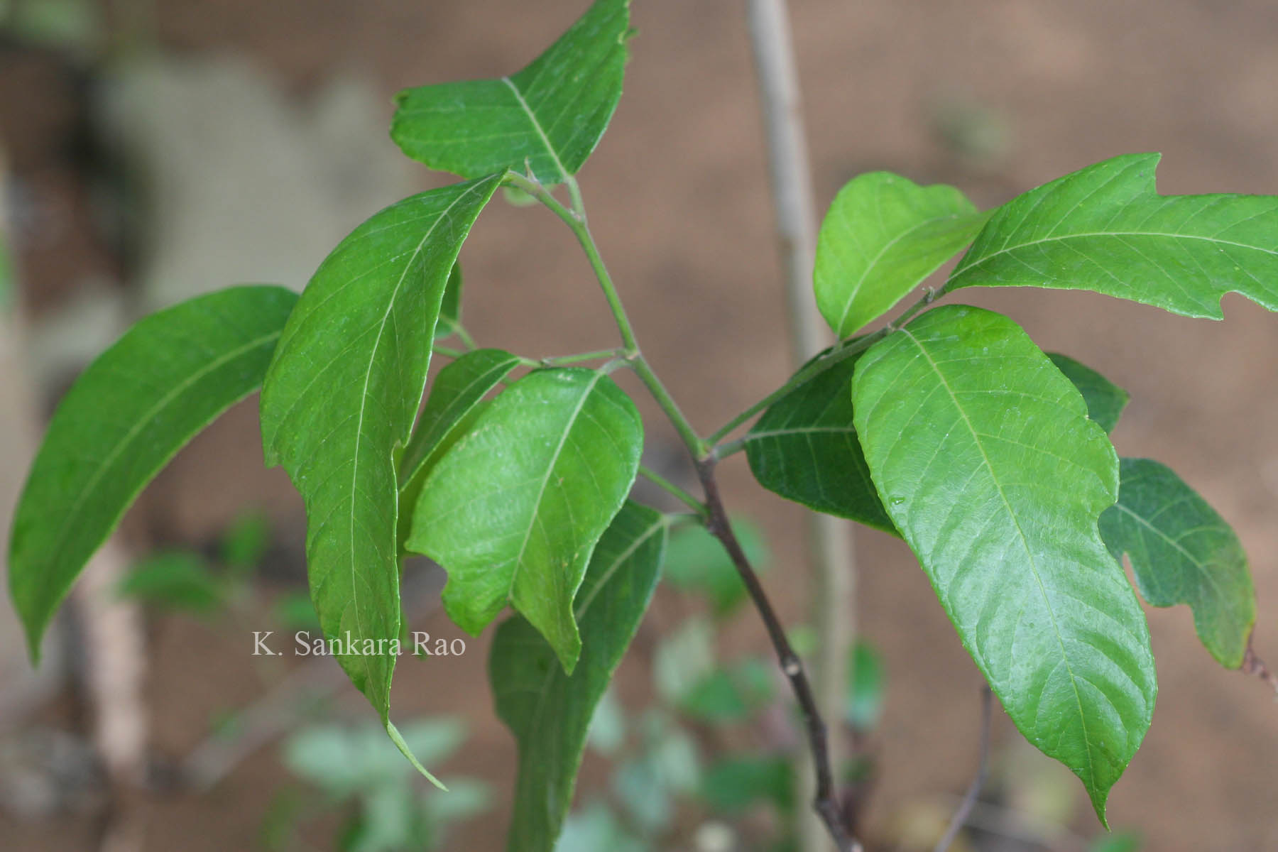 India Flora Online