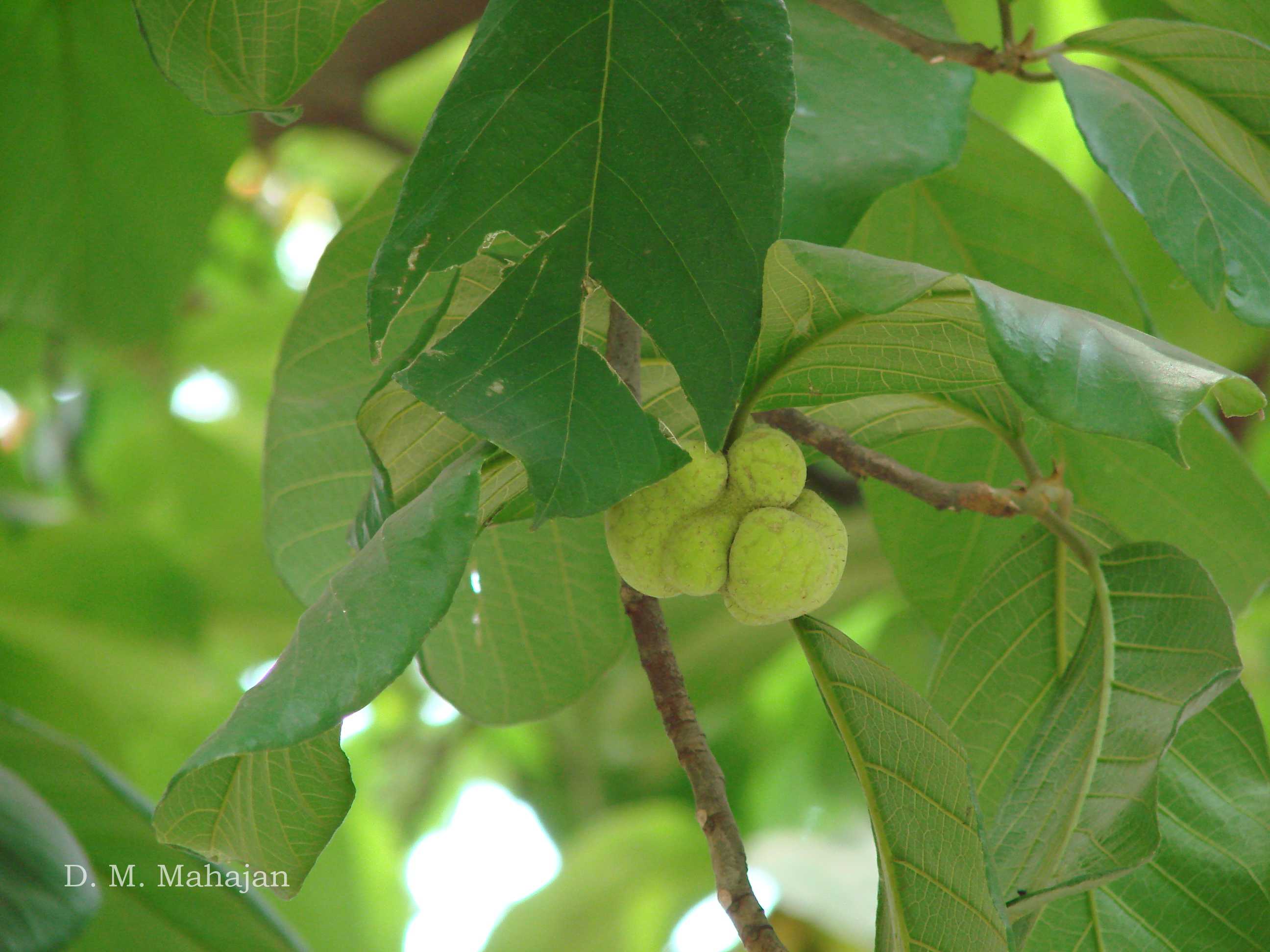 India Flora Online