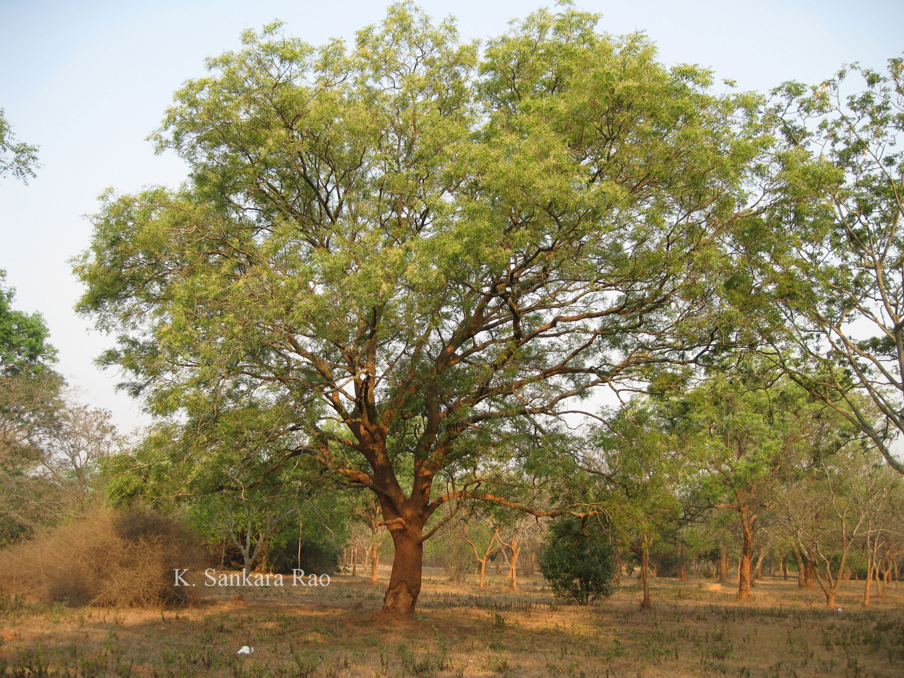 India Flora Online