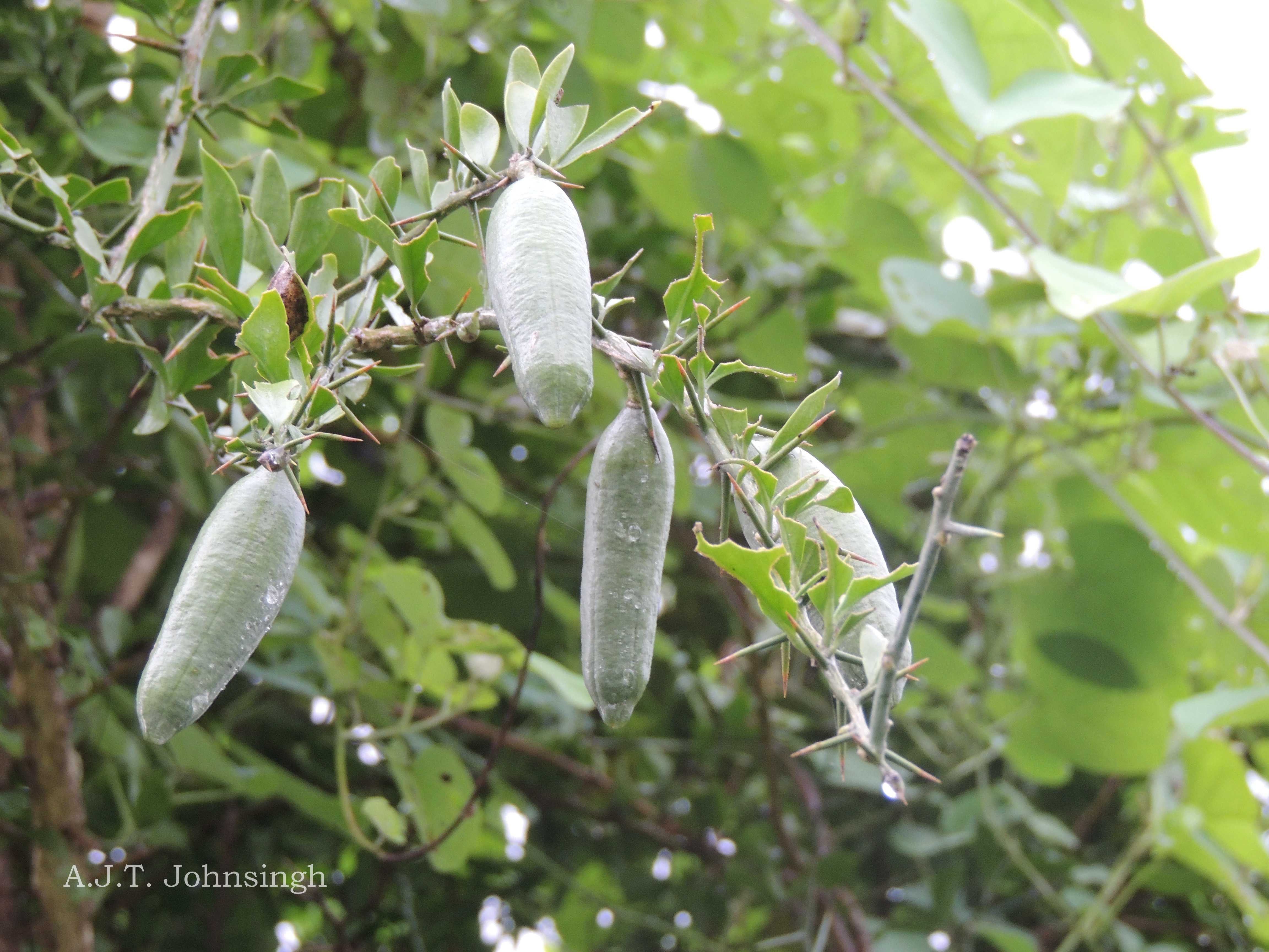 India Flora Online