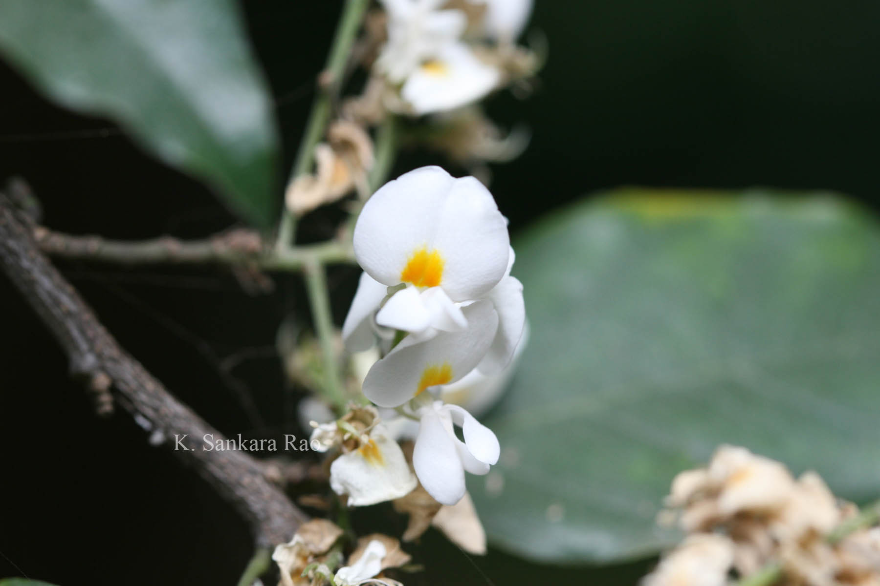 India Flora Online