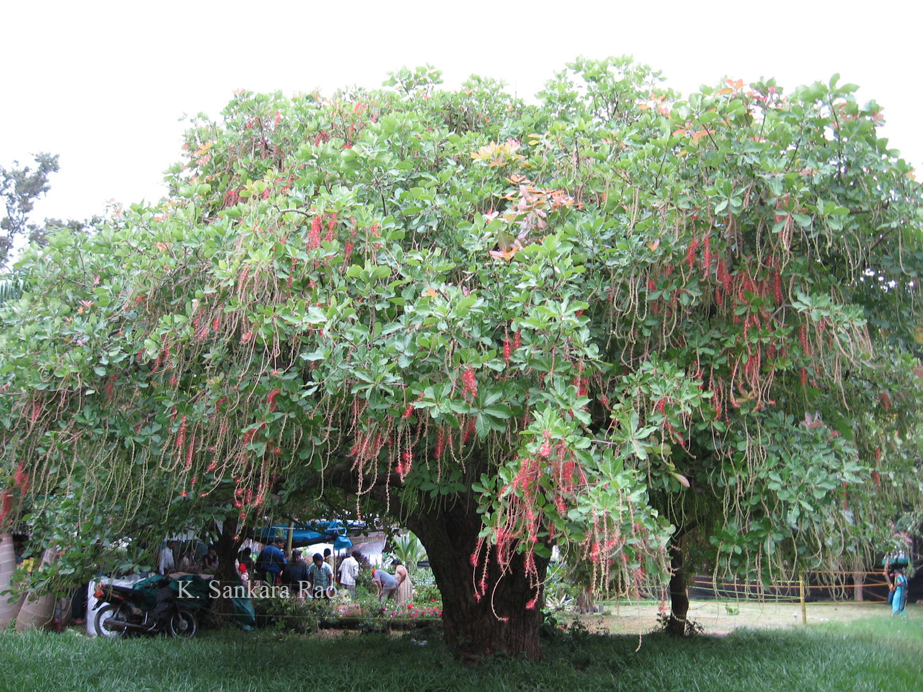 India Flora Online