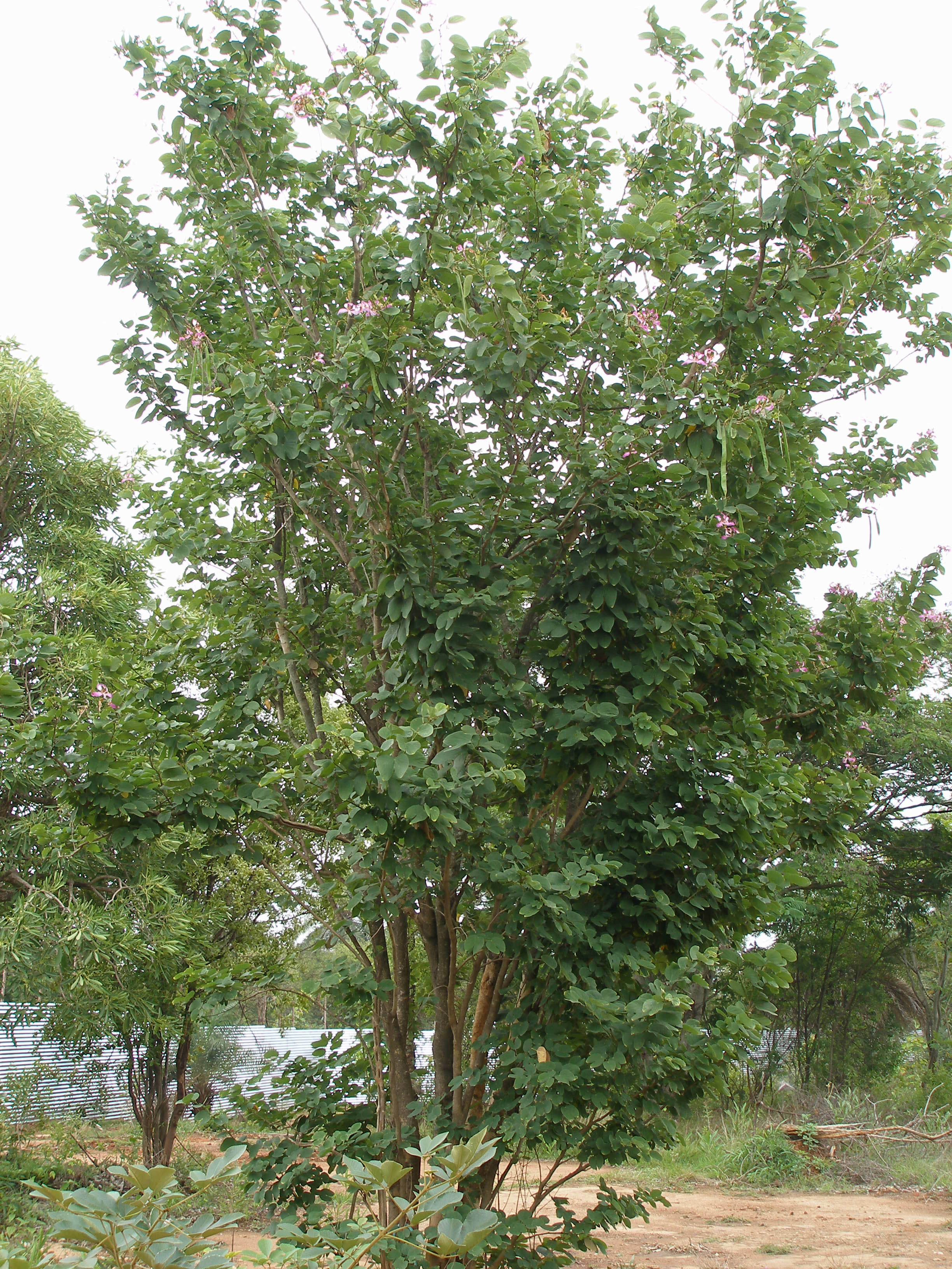 India Flora Online
