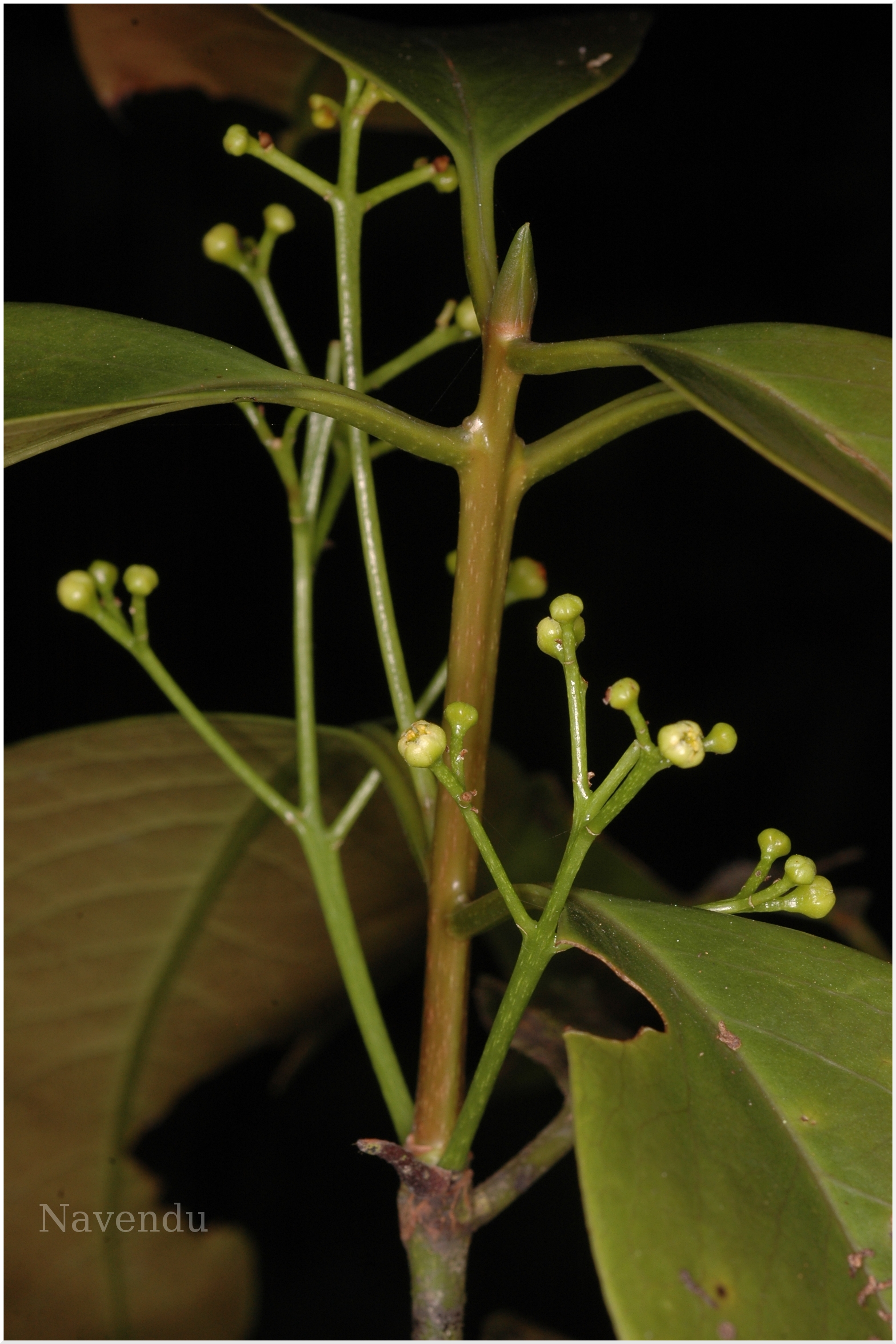 India Flora Online