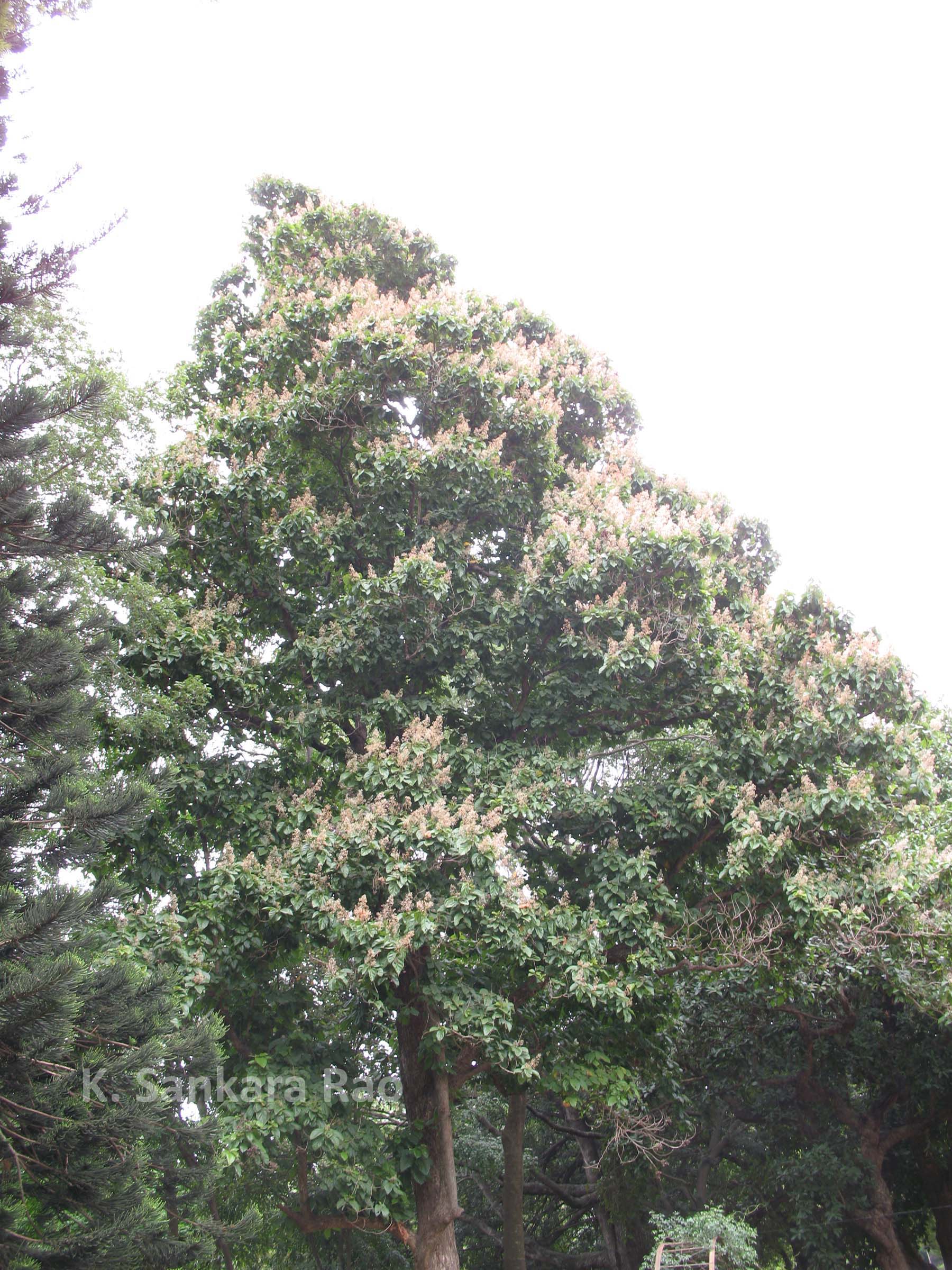 India Flora Online
