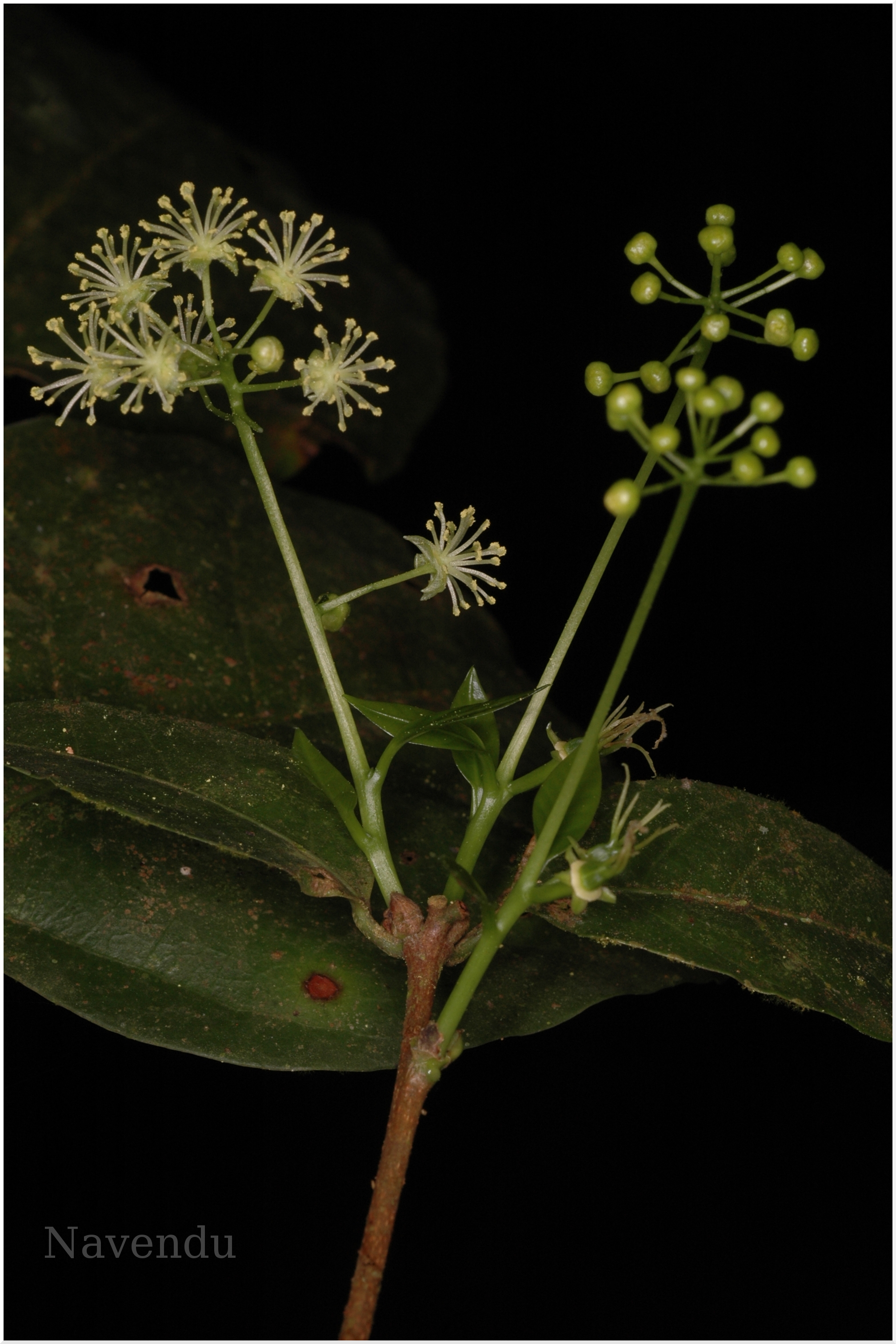 India Flora Online