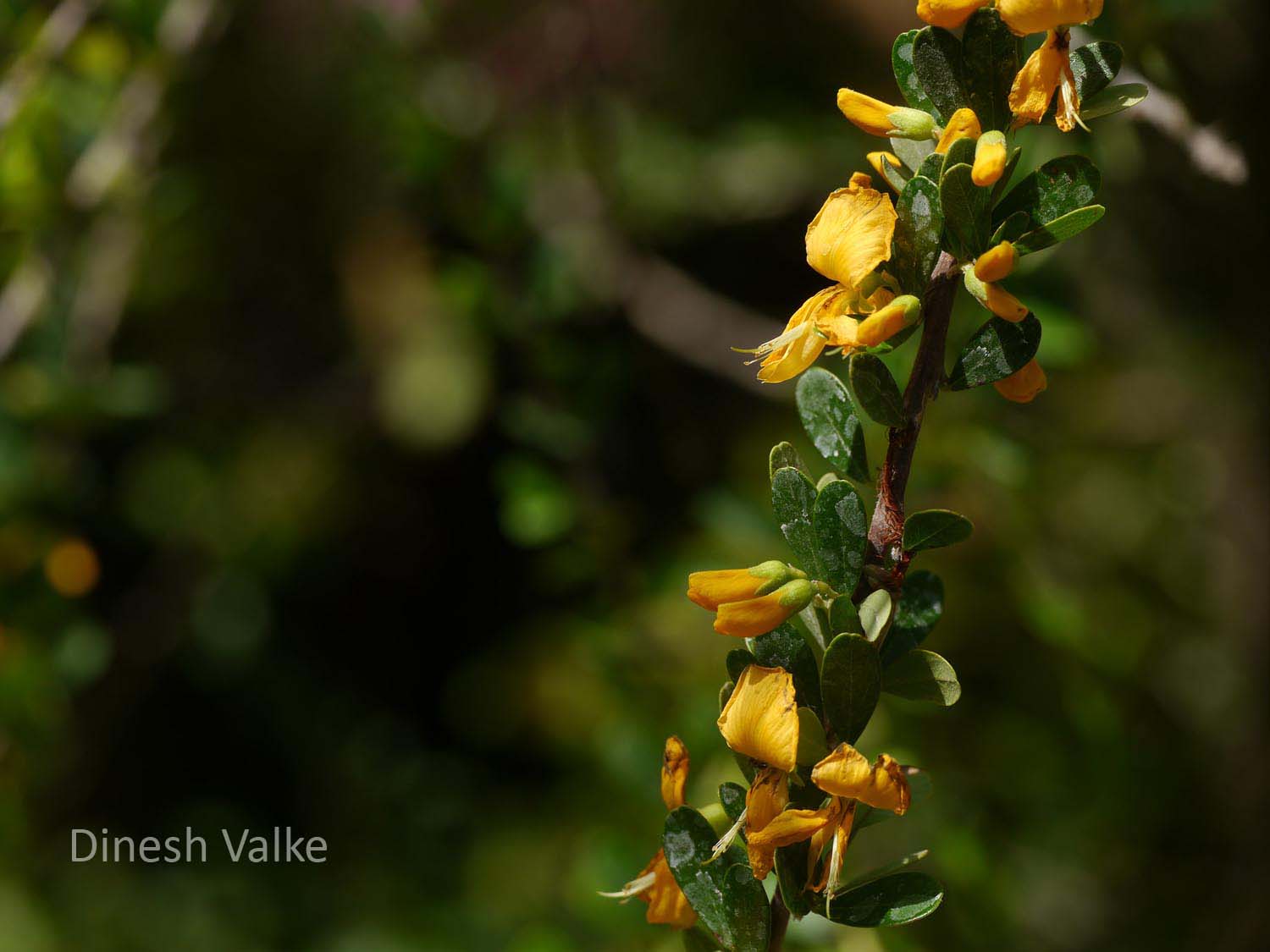 India Flora Online