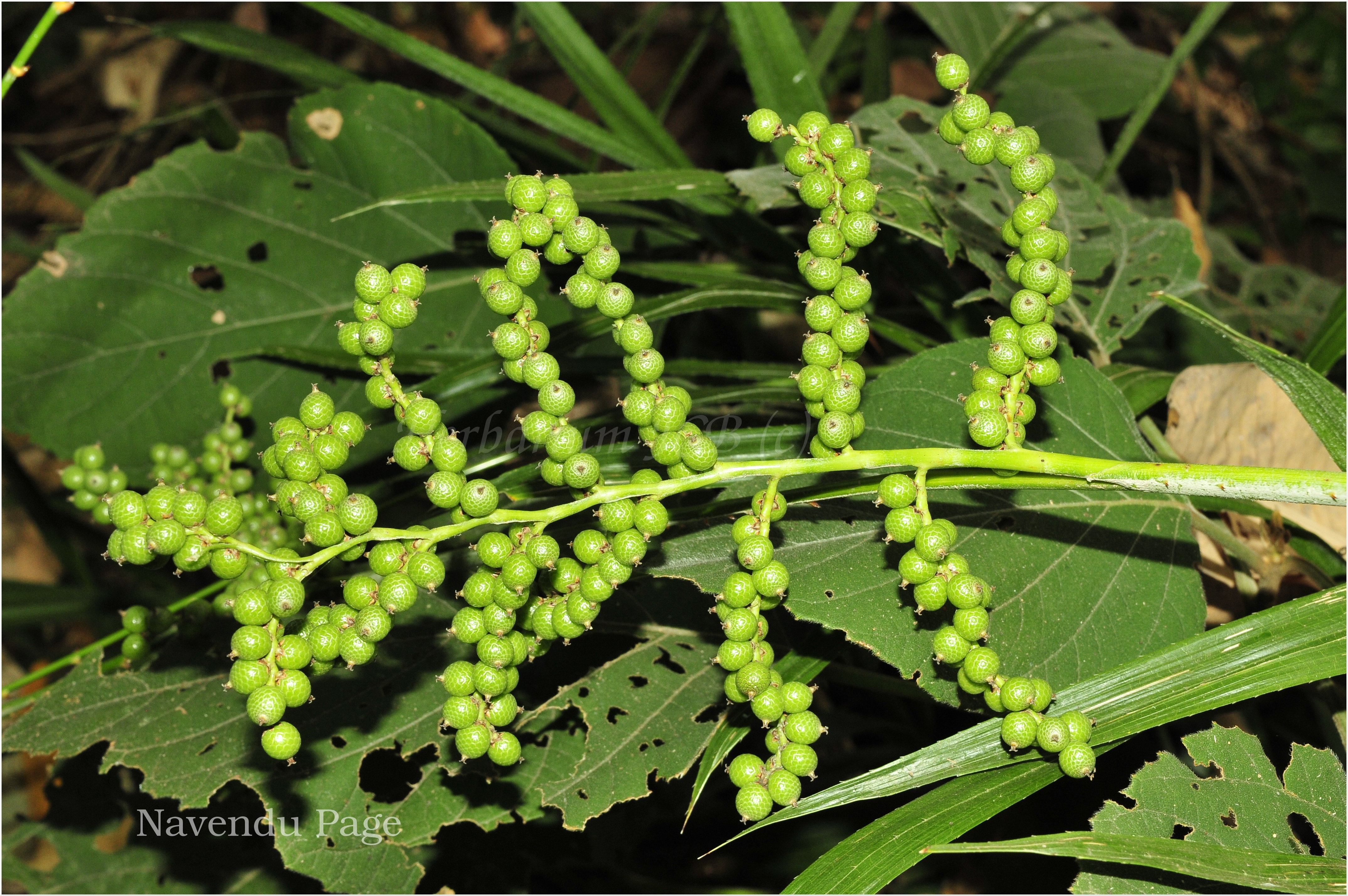 India Flora Online