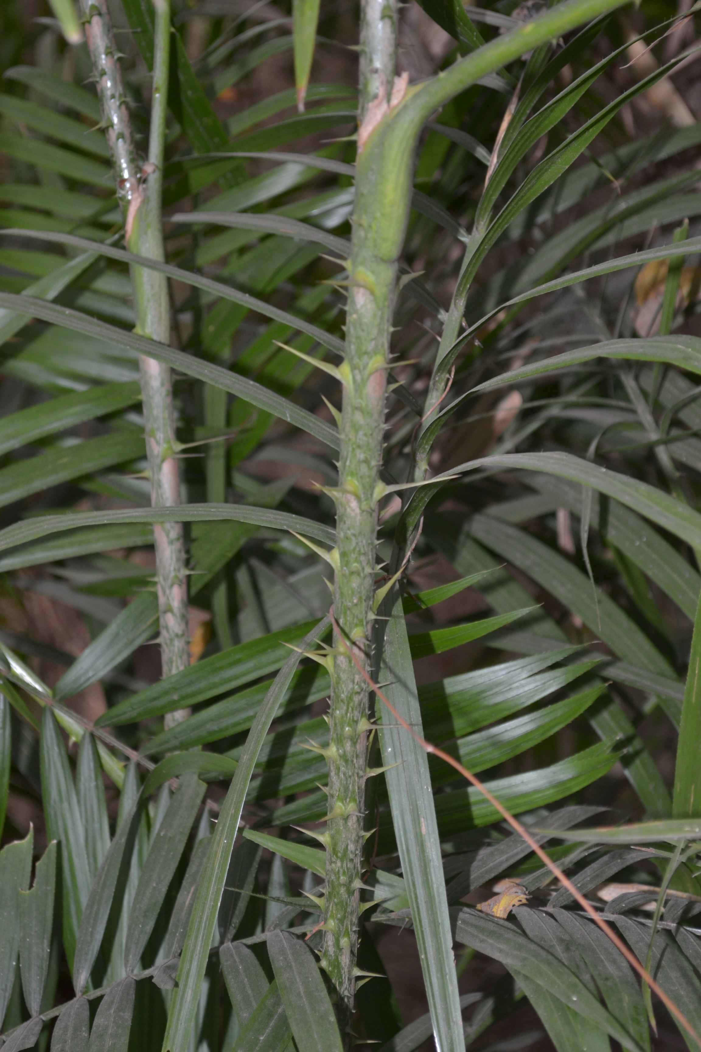 India Flora Online