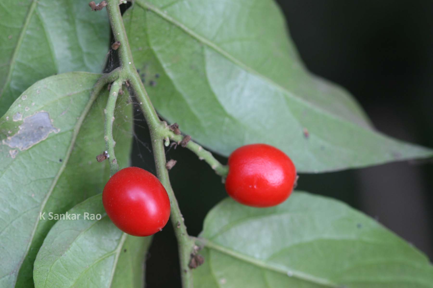 India Flora Online