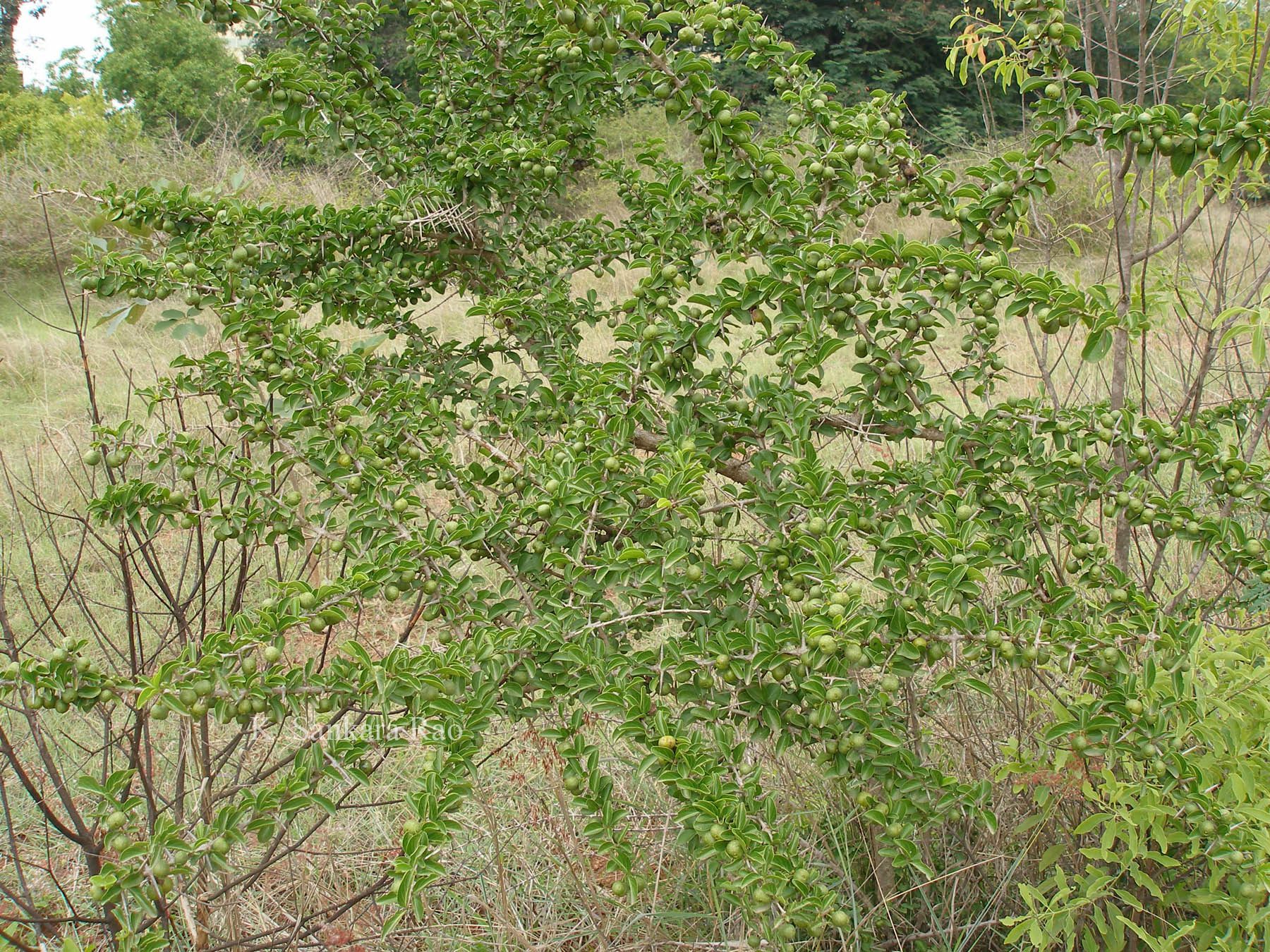 India Flora Online