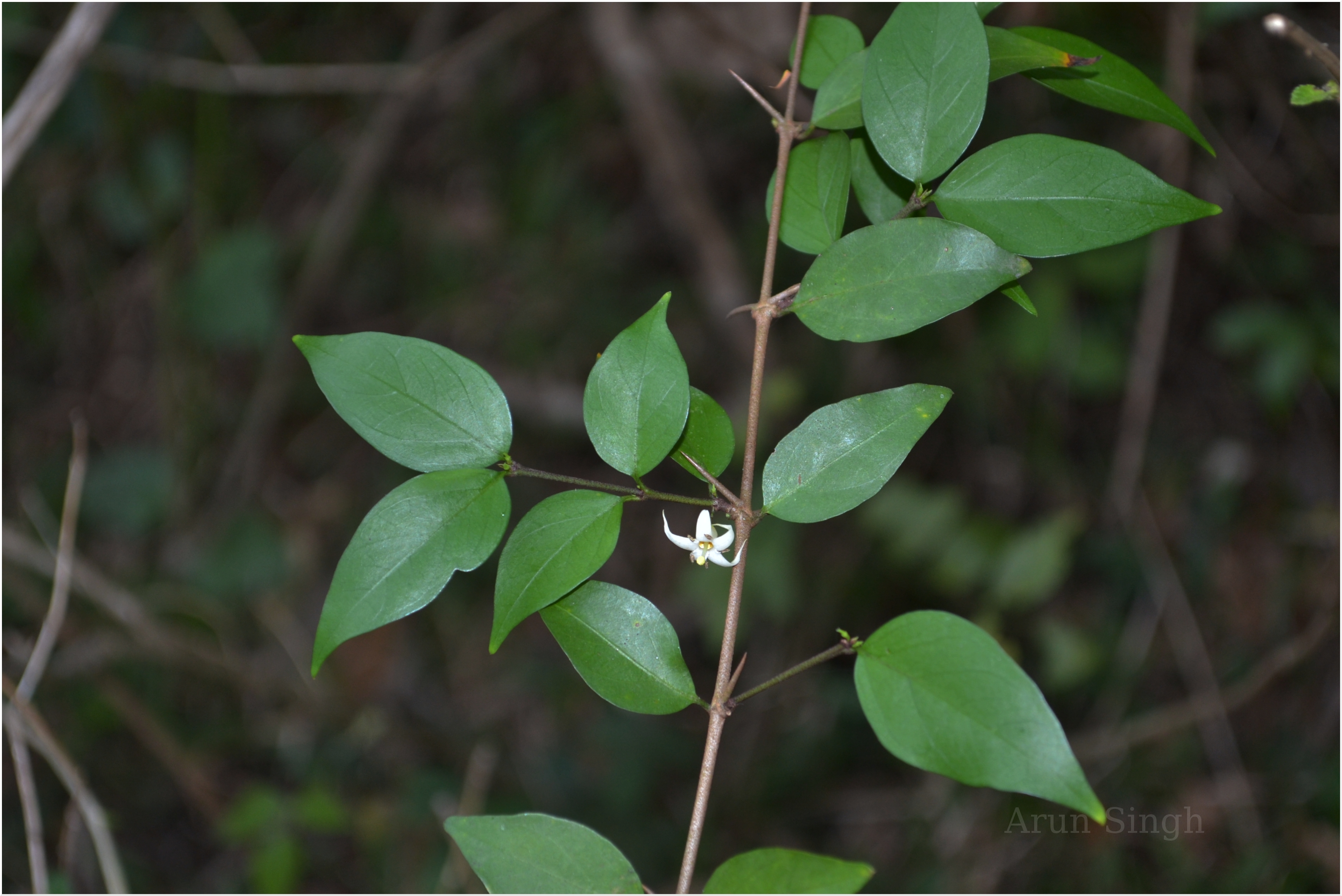 India Flora Online