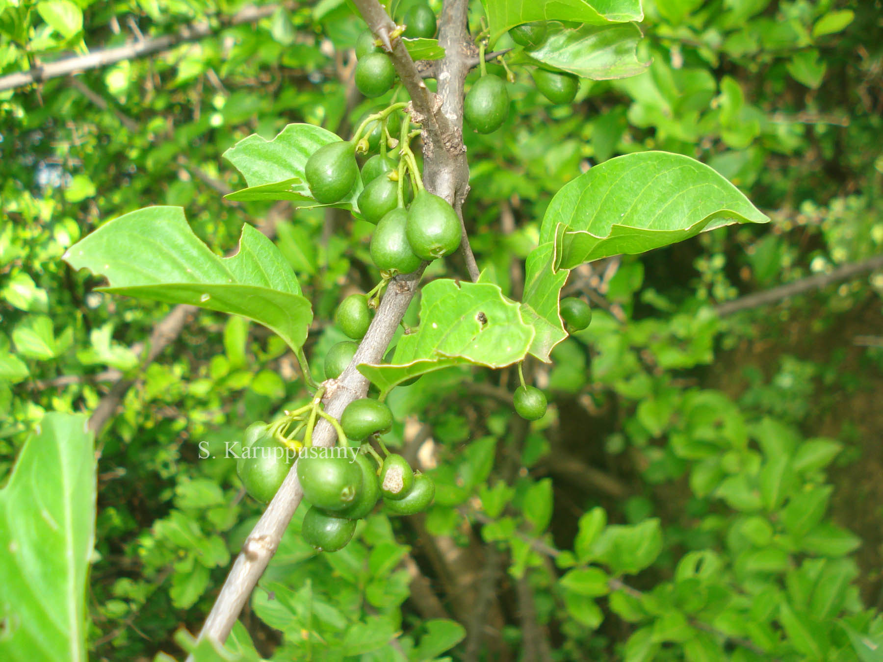 India Flora Online