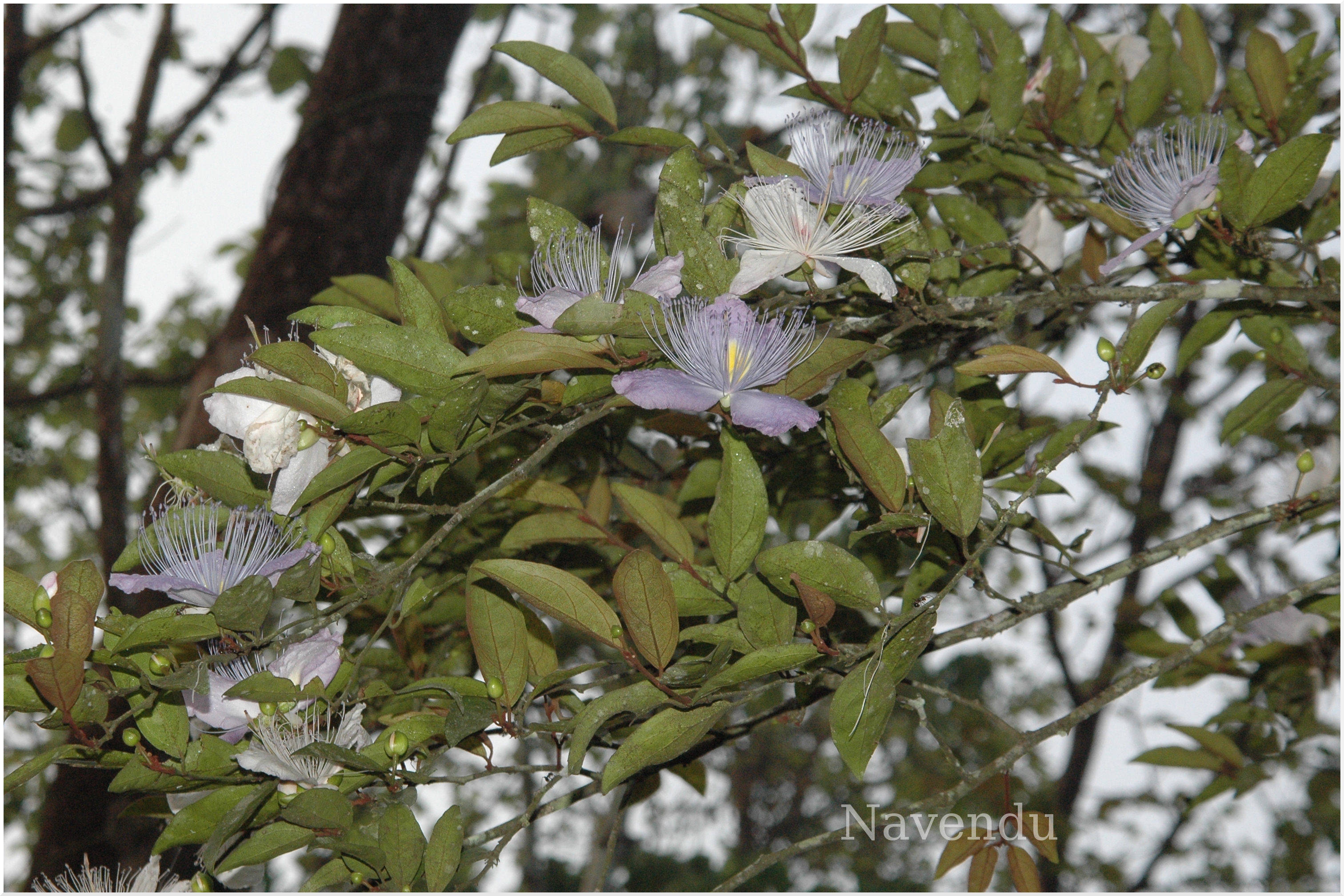 India Flora Online