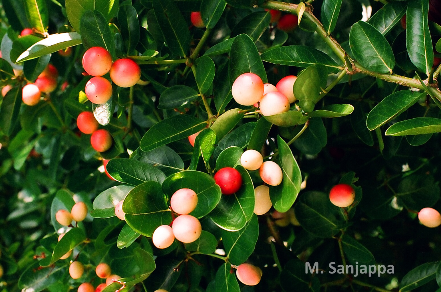 India Flora Online