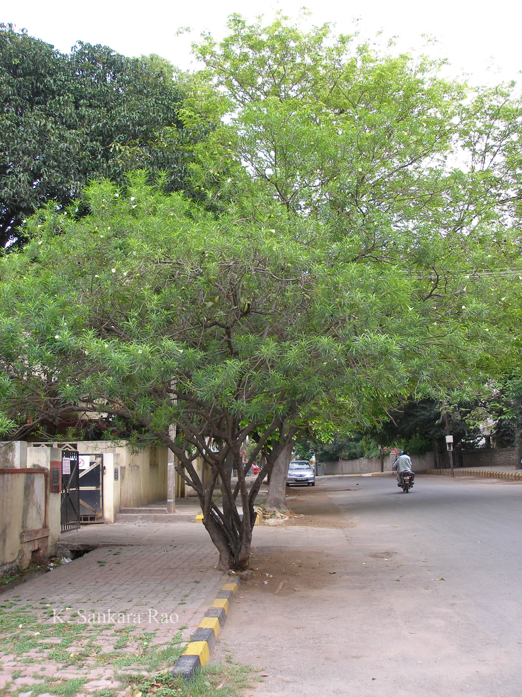 India Flora Online