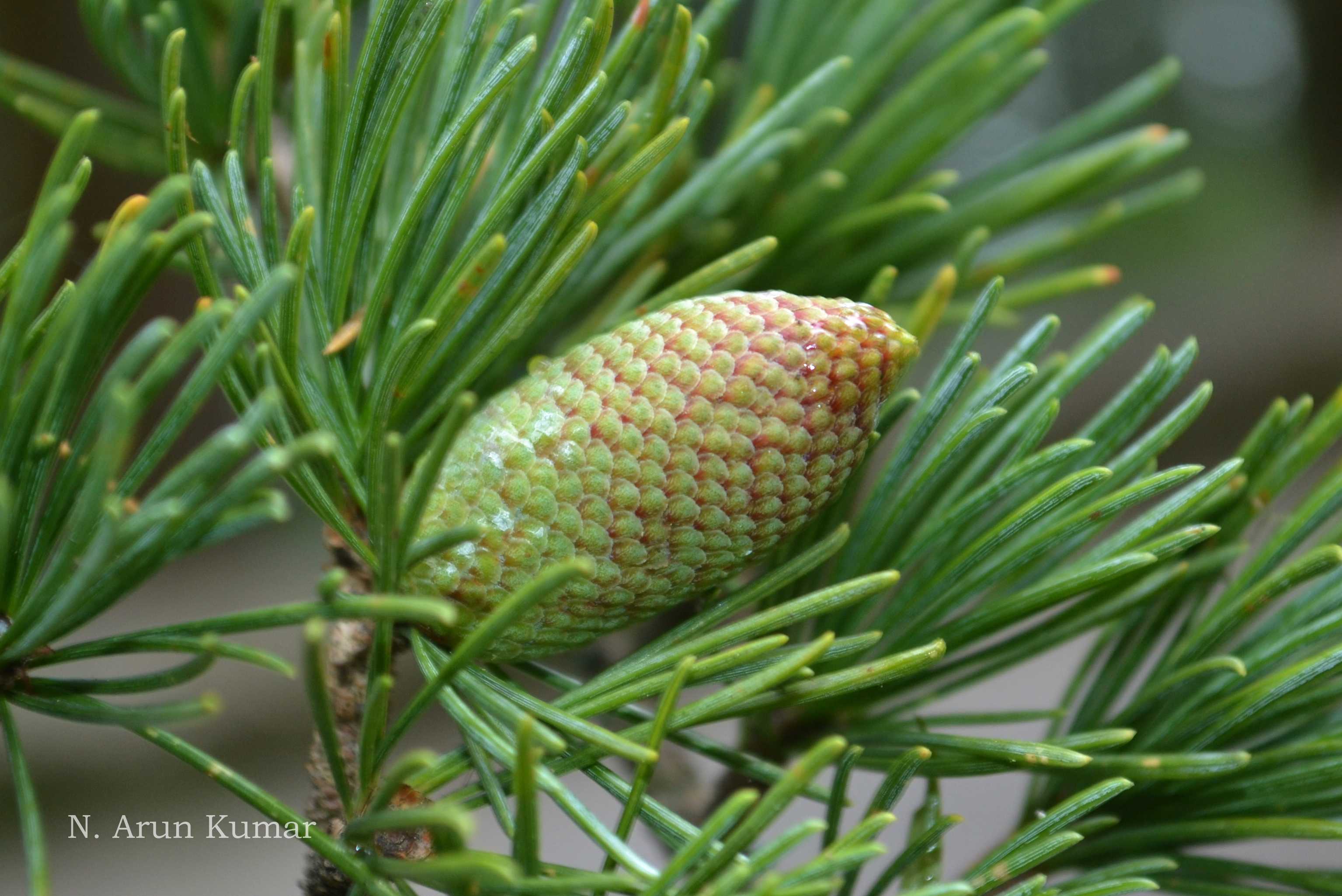 India Flora Online