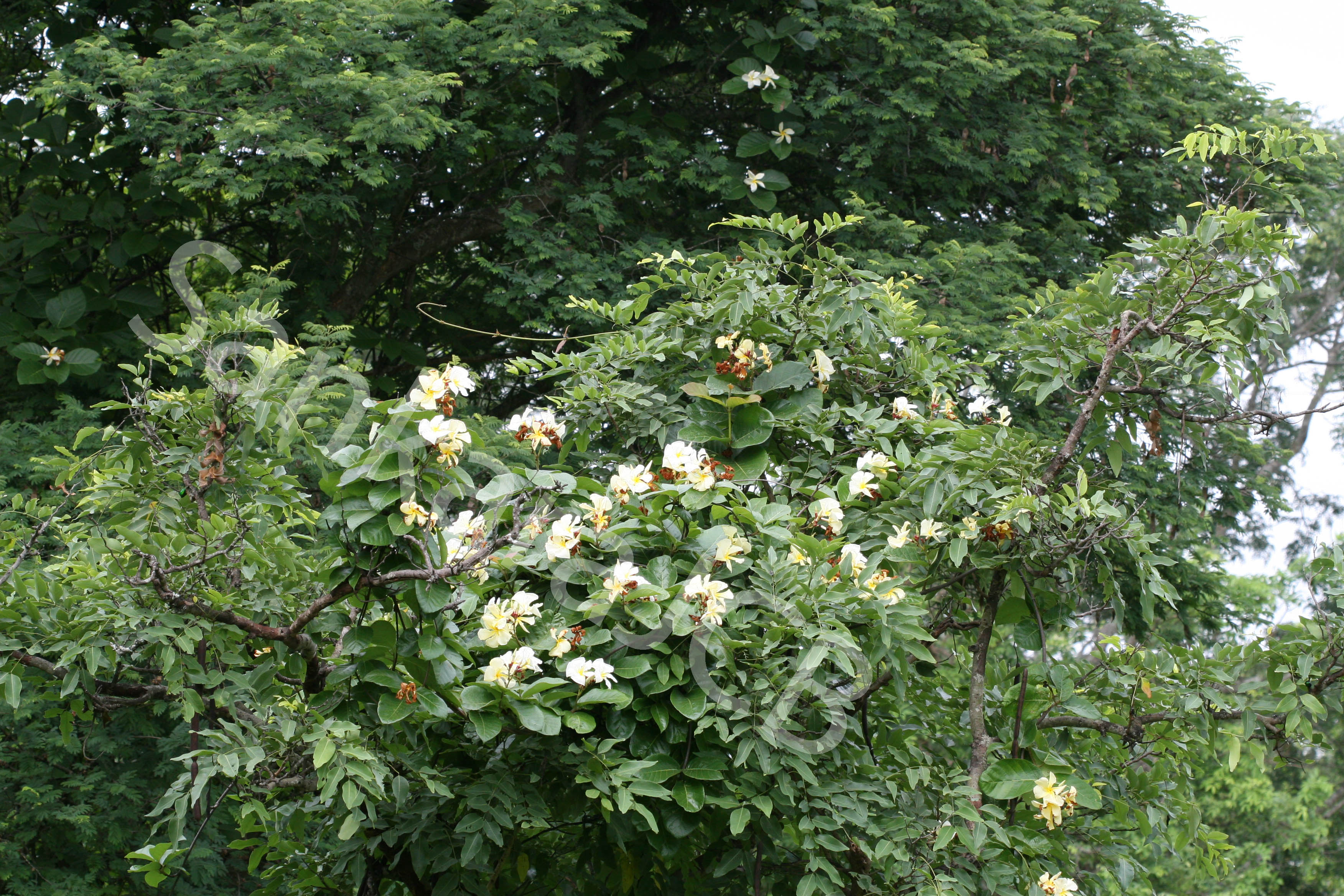 India Flora Online
