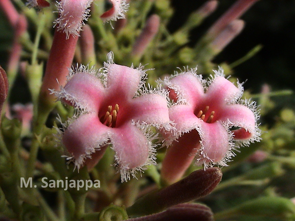 India Flora Online