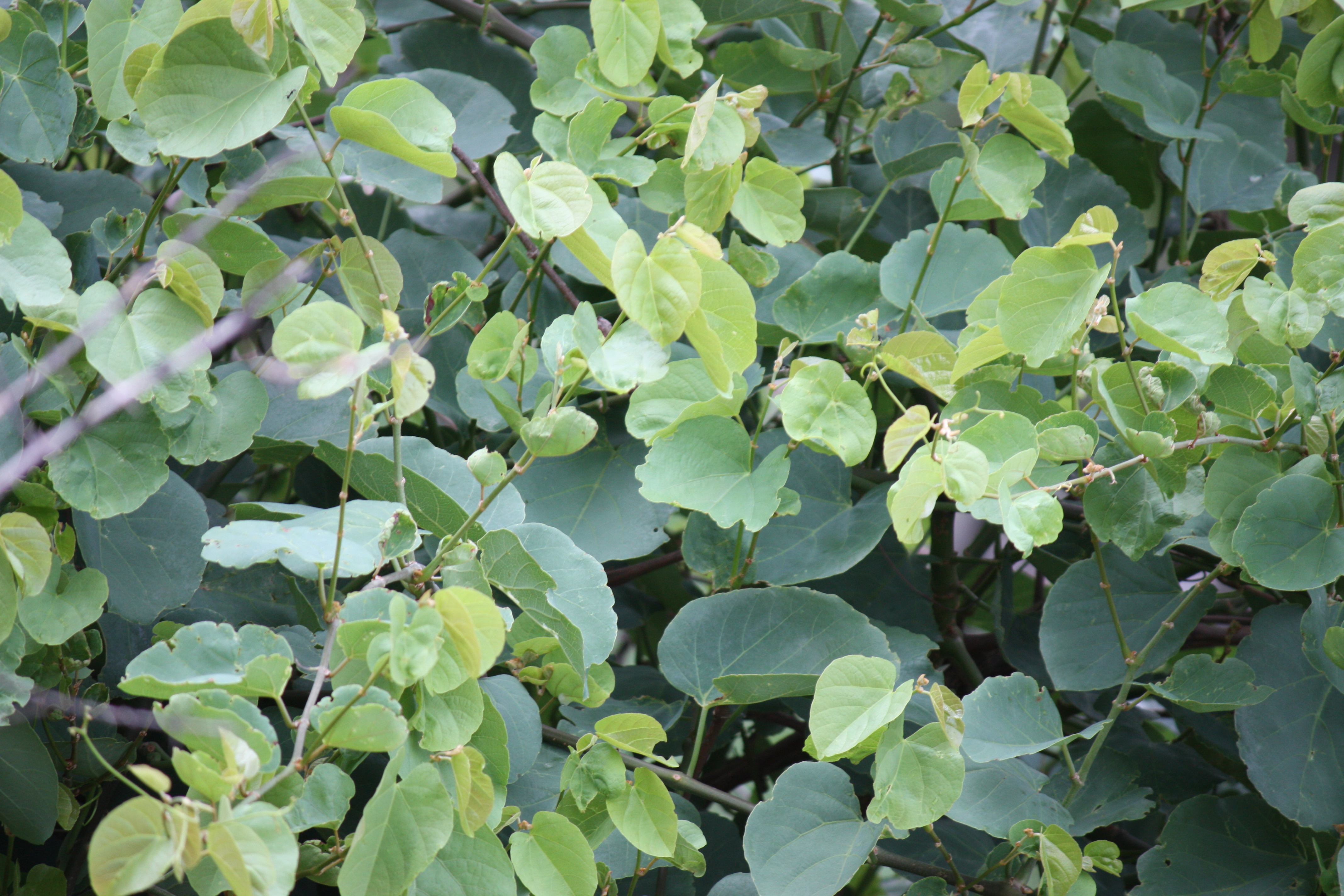 India Flora Online