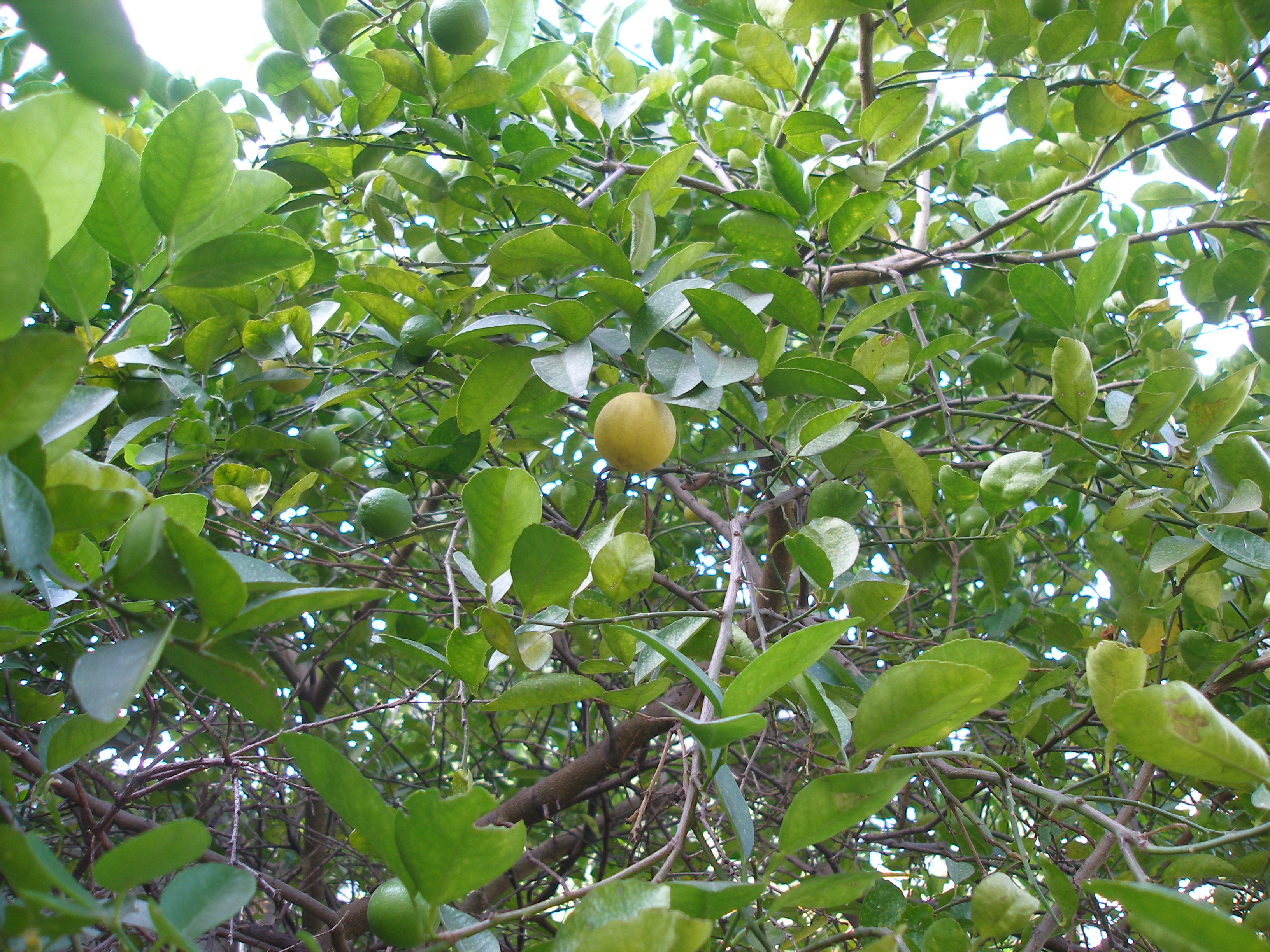 India Flora Online