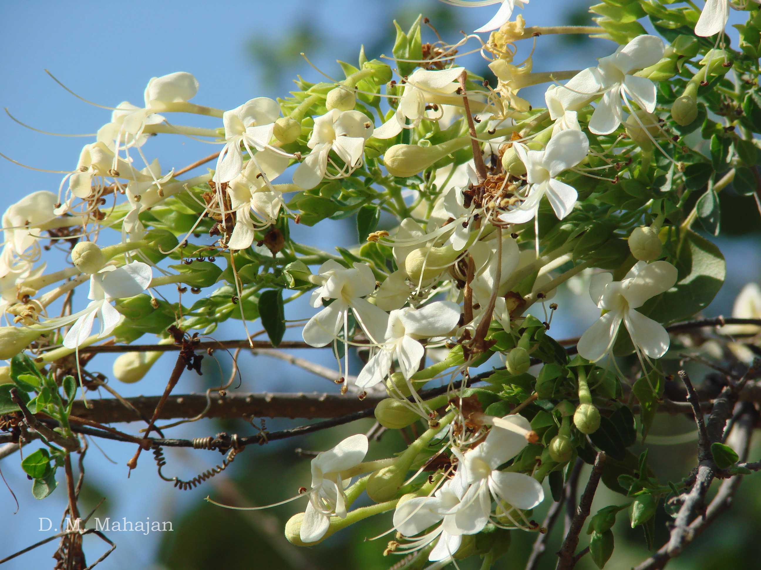 India Flora Online