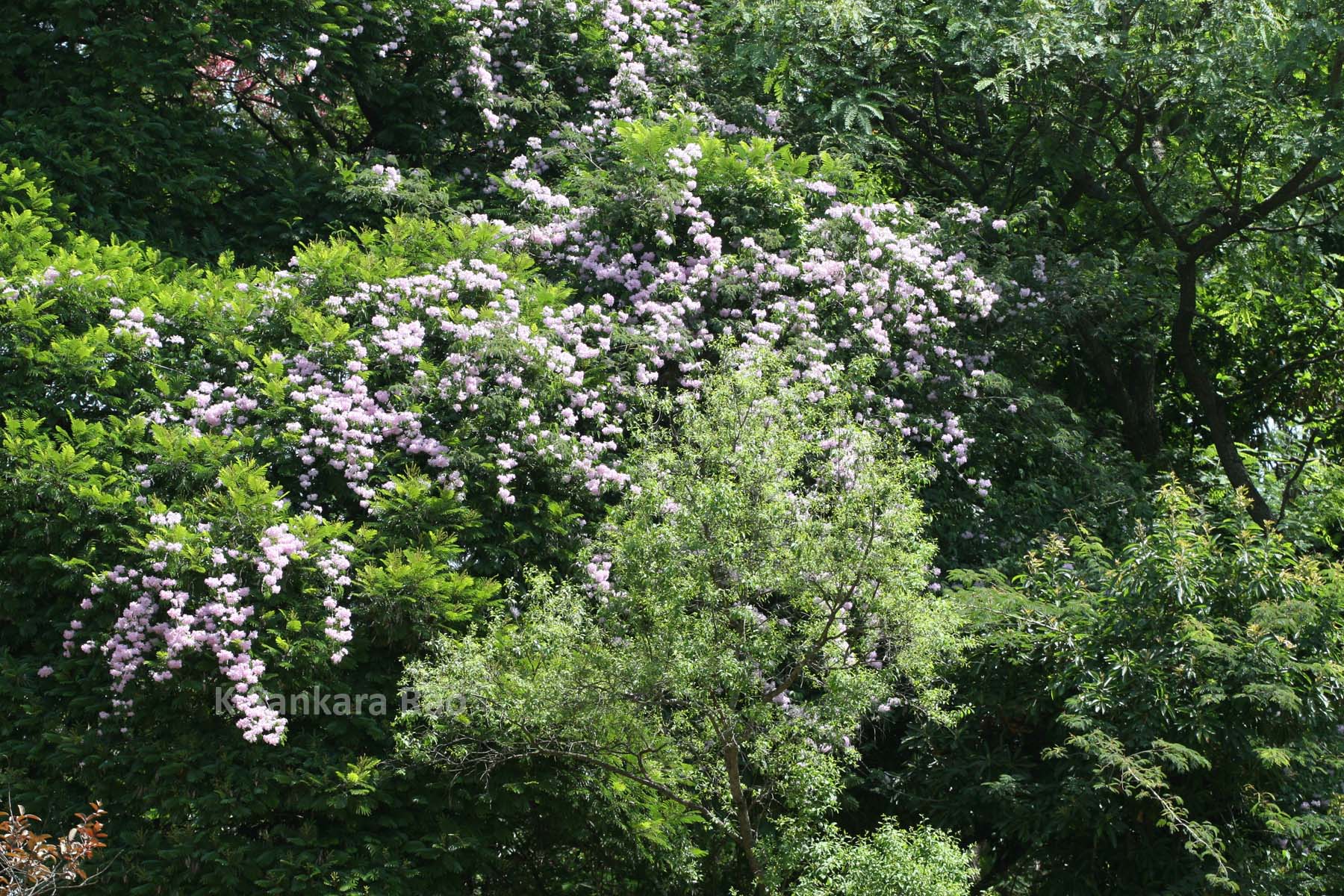 India Flora Online