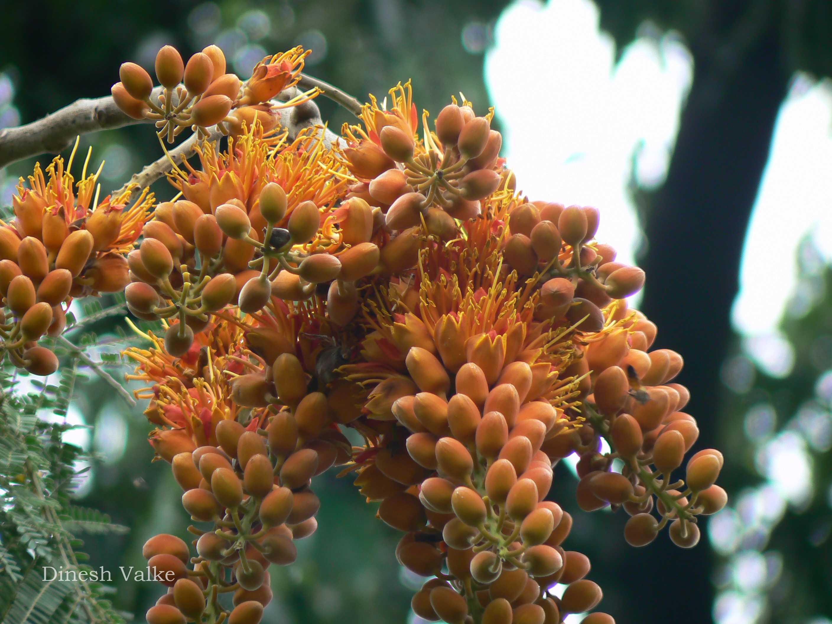 India Flora Online