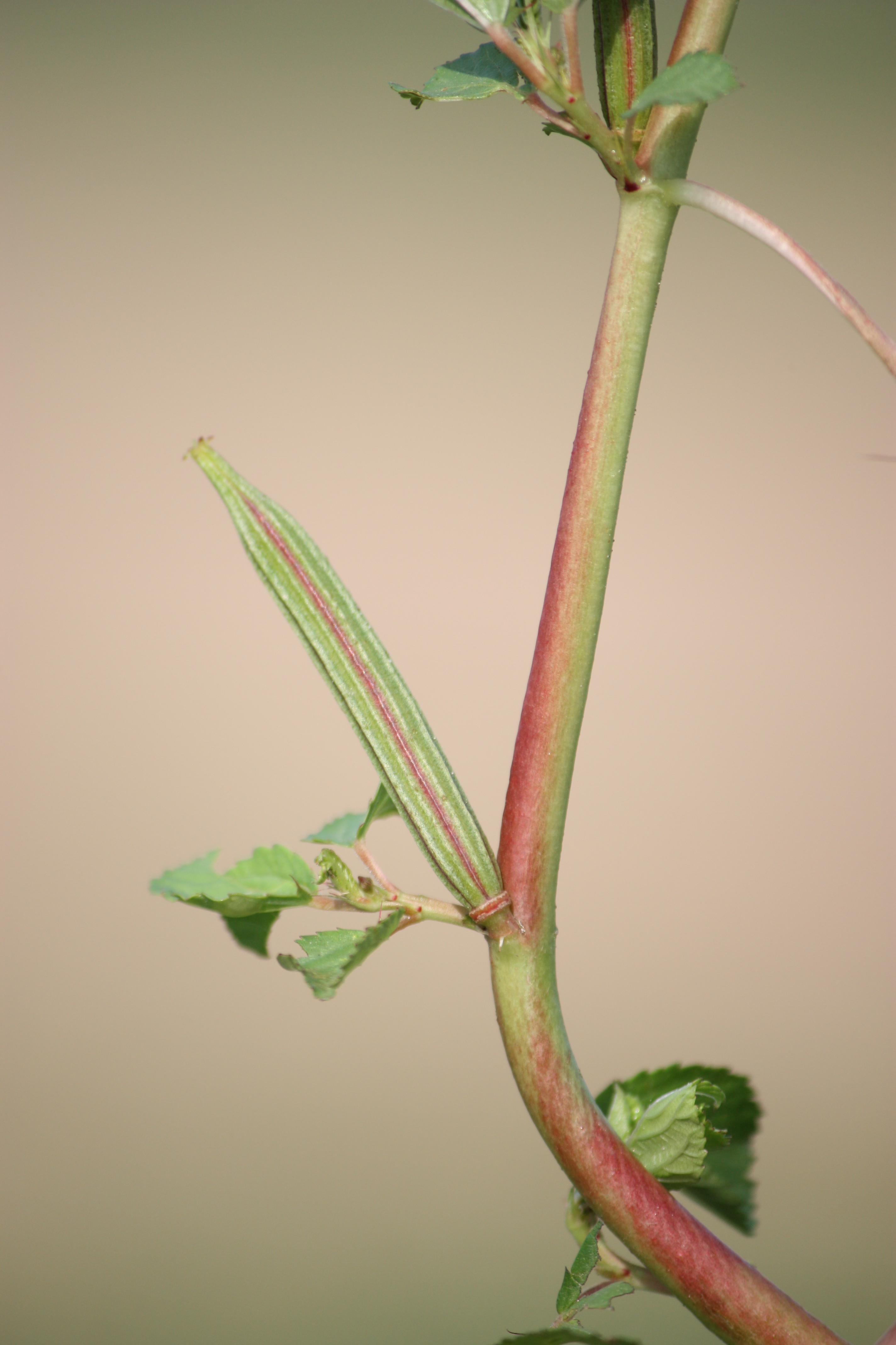 India Flora Online