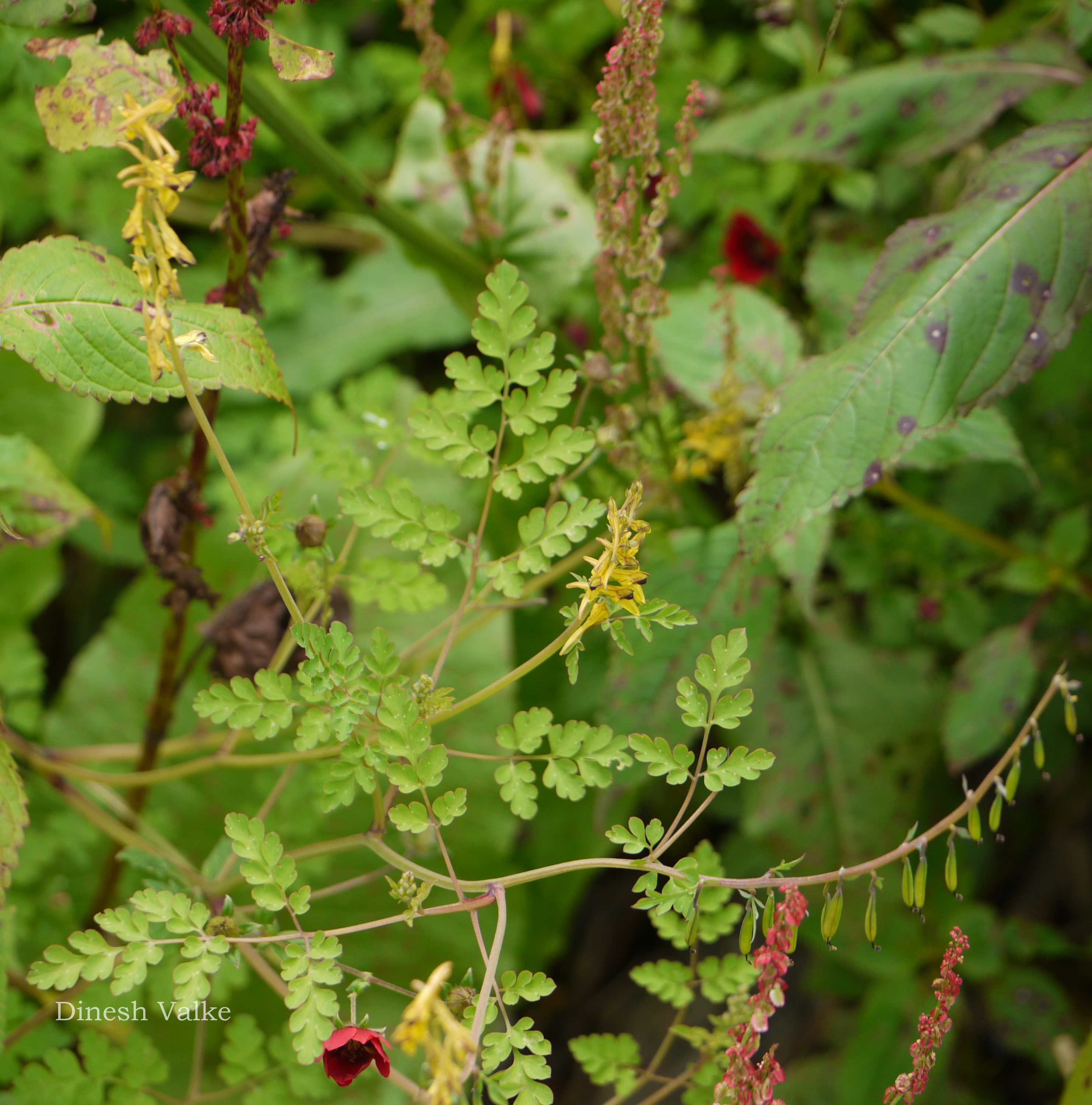 India Flora Online