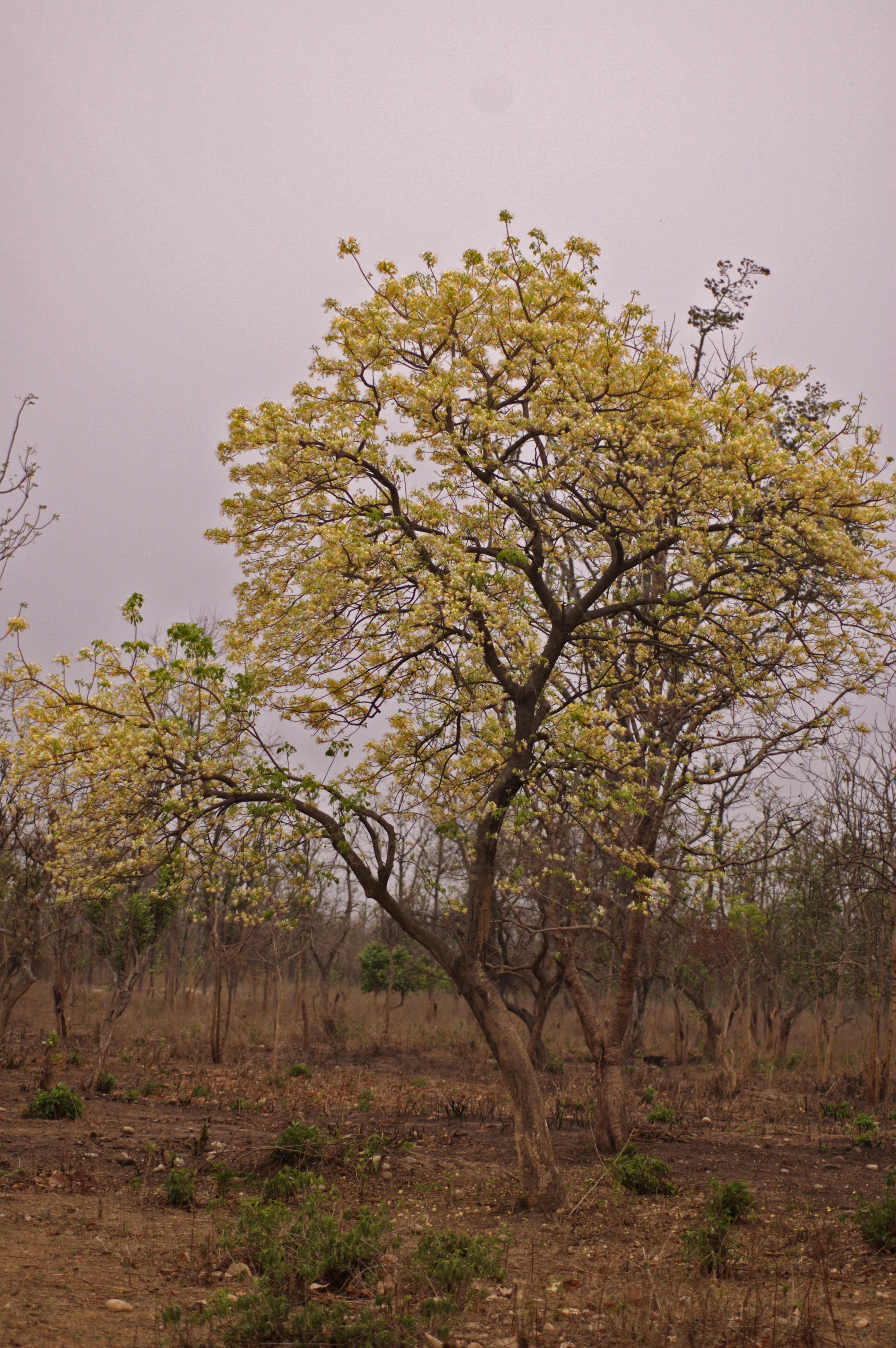 India Flora Online