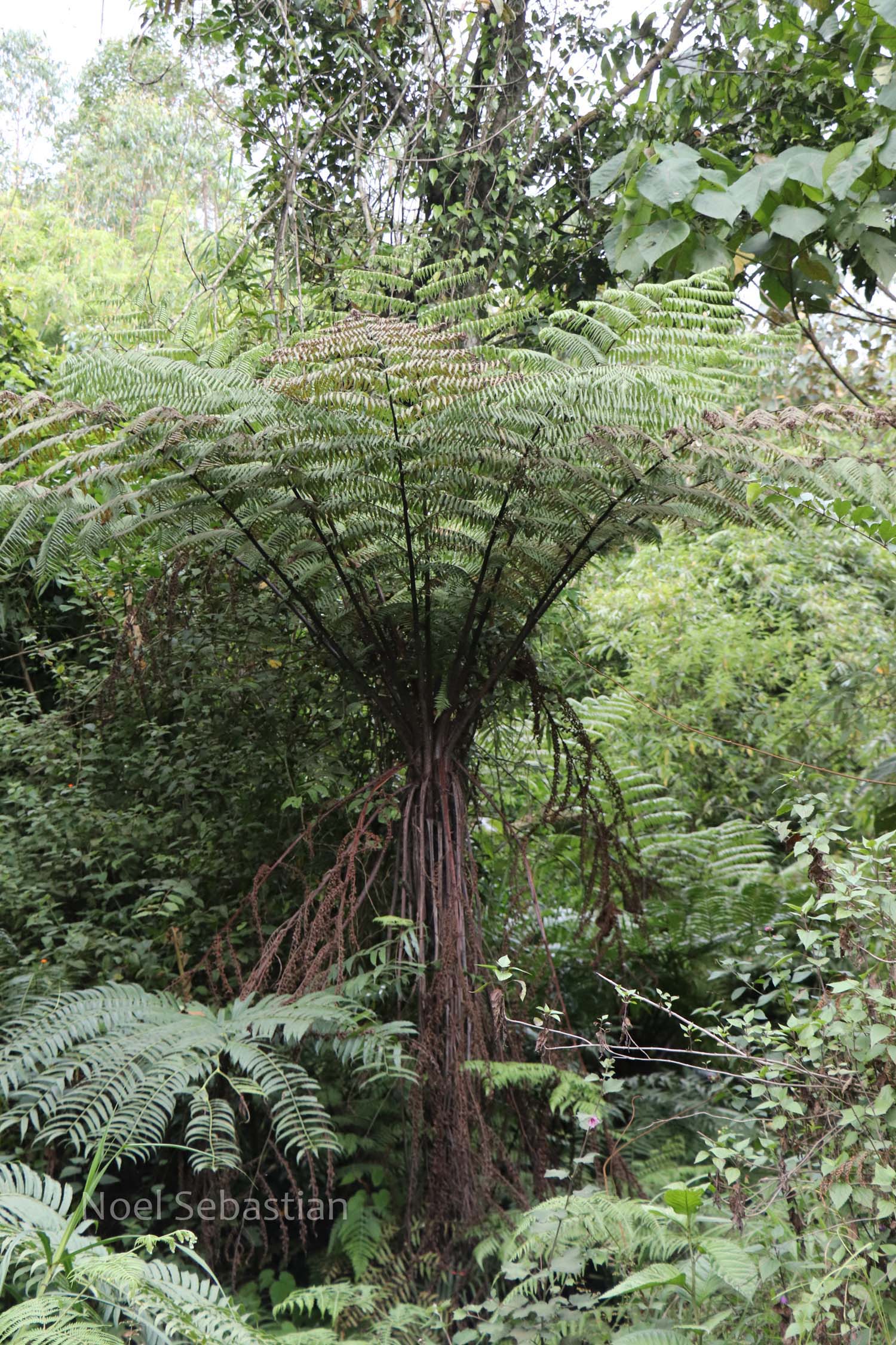 India Flora Online