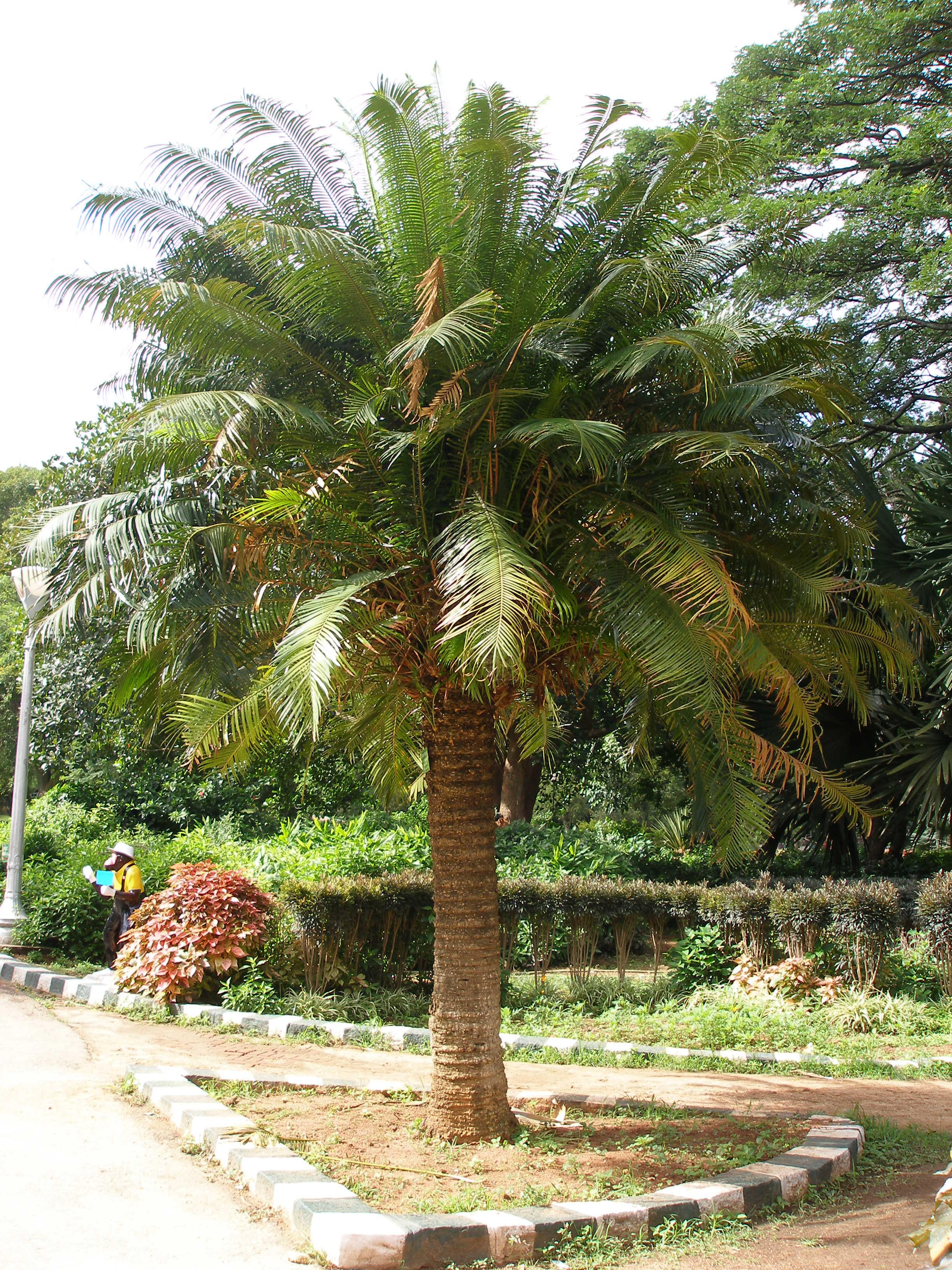 India Flora Online
