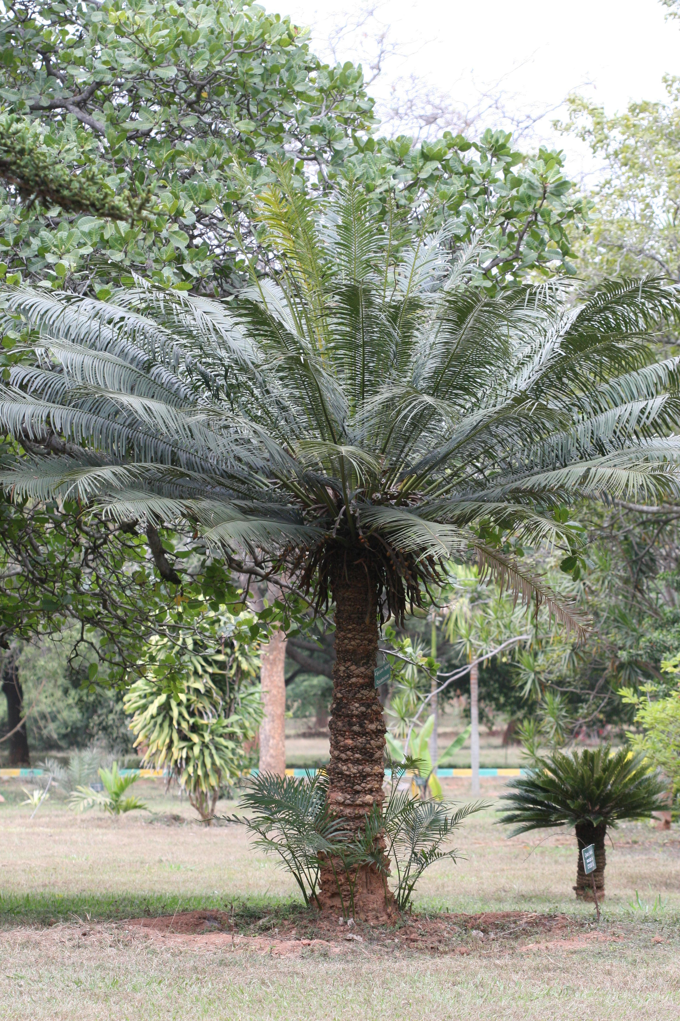 India Flora Online
