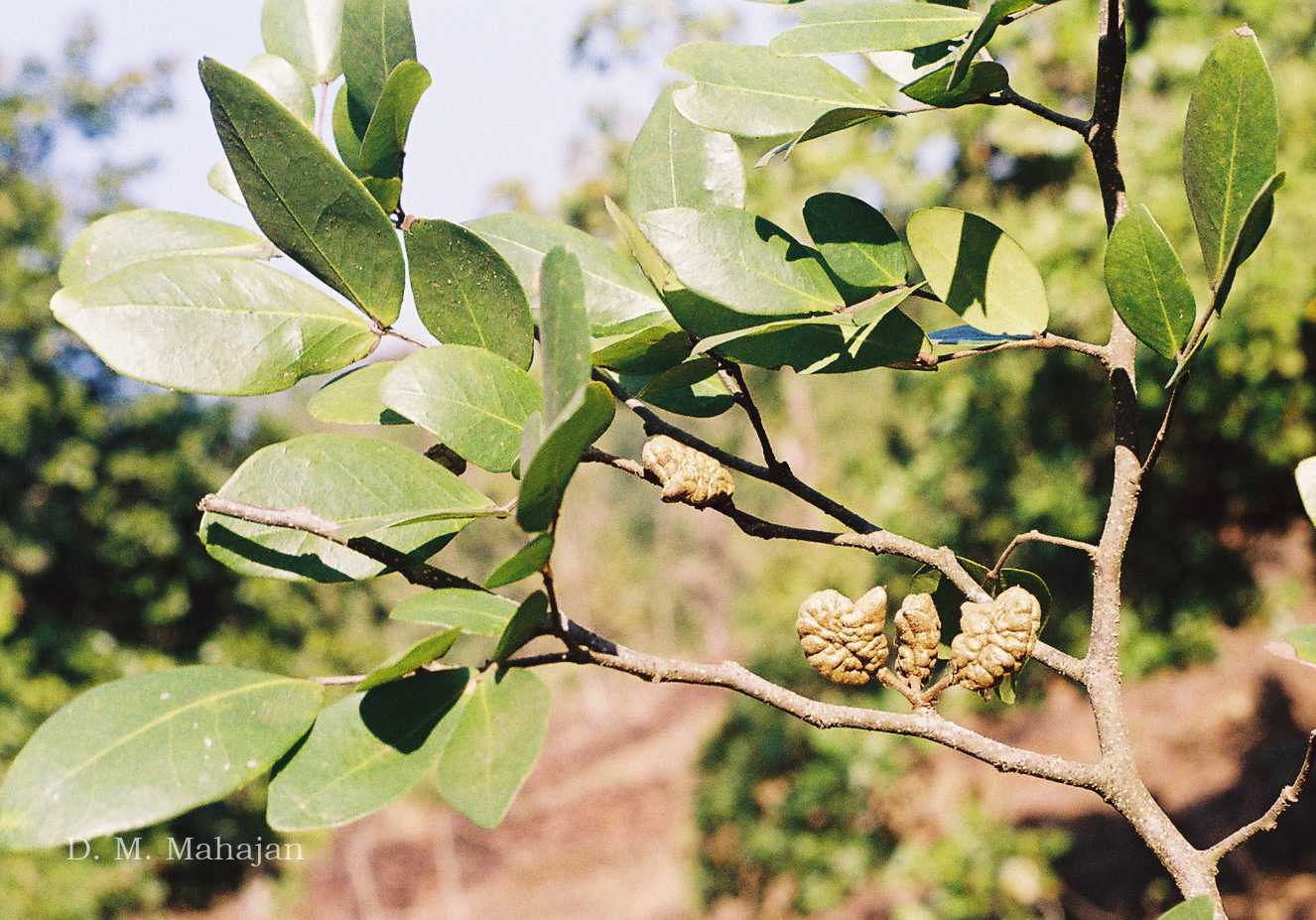 India Flora Online