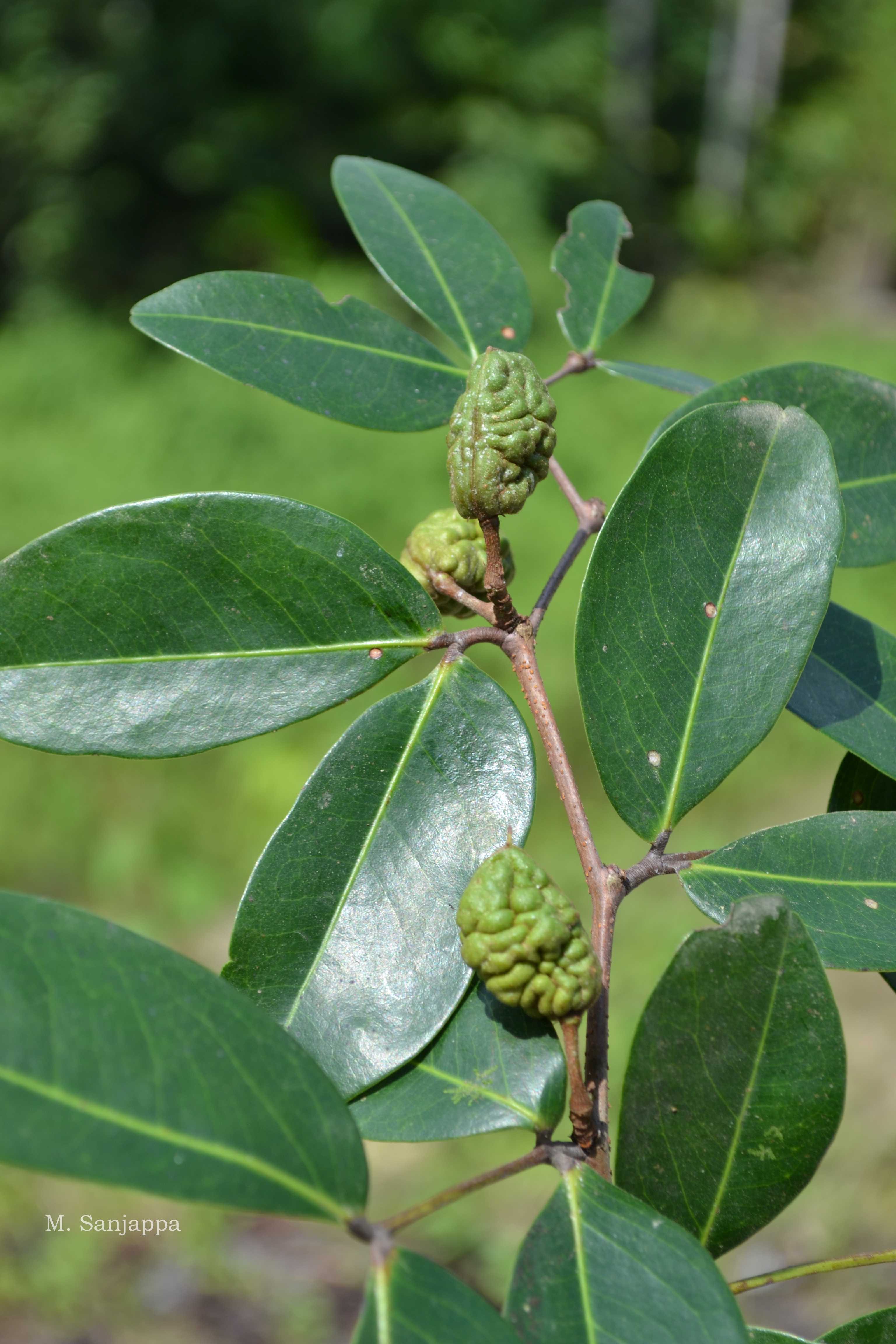 India Flora Online