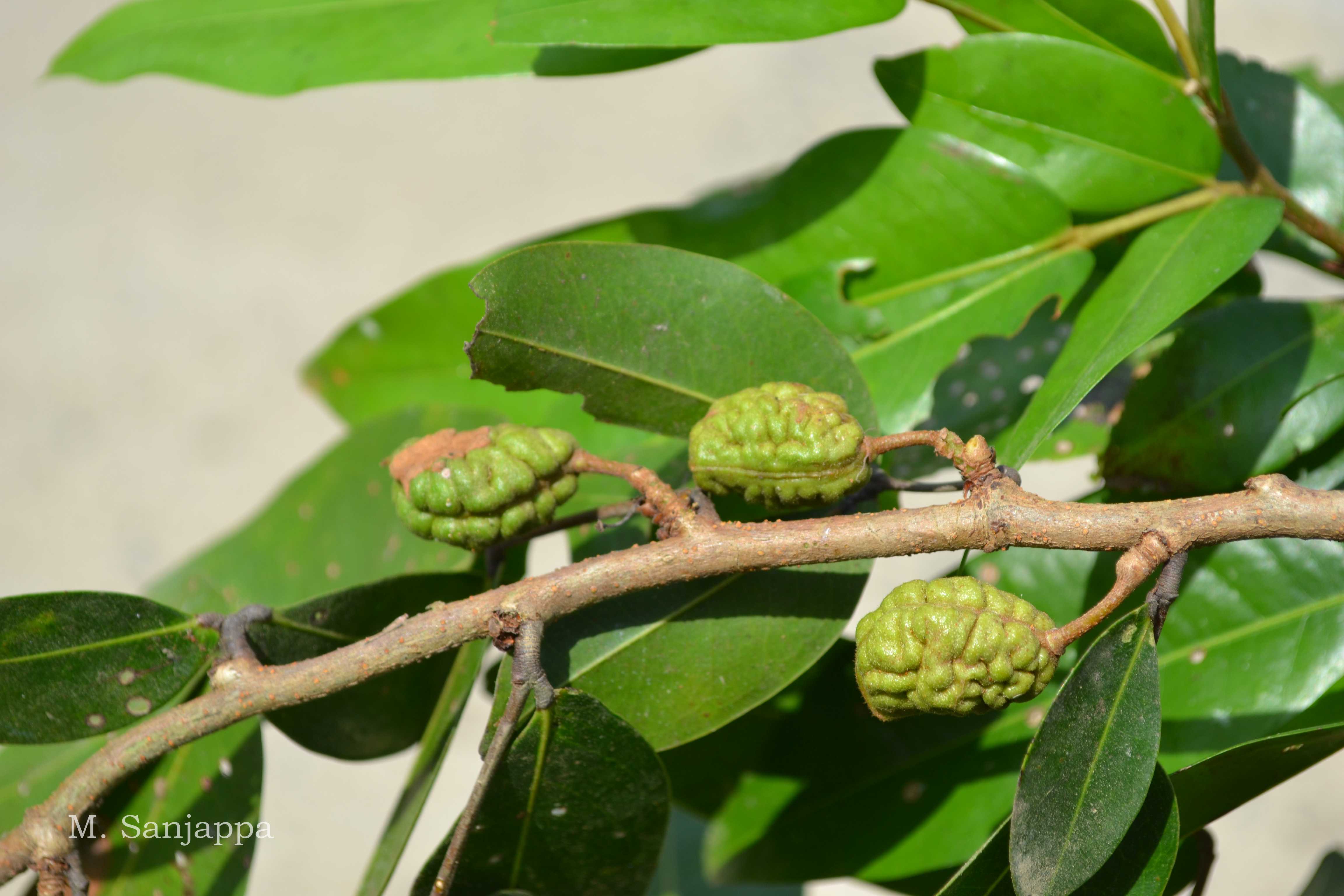 India Flora Online