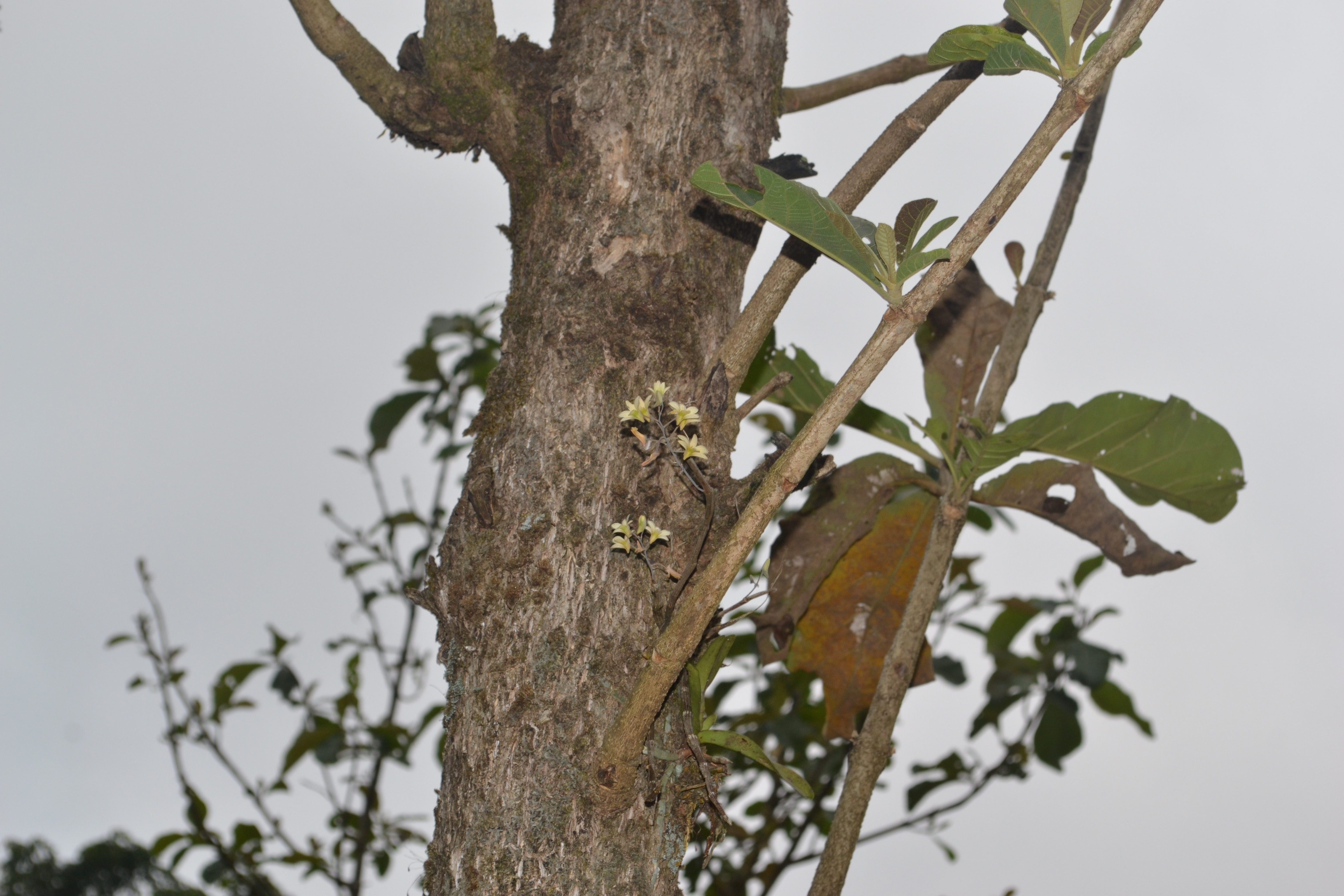 India Flora Online