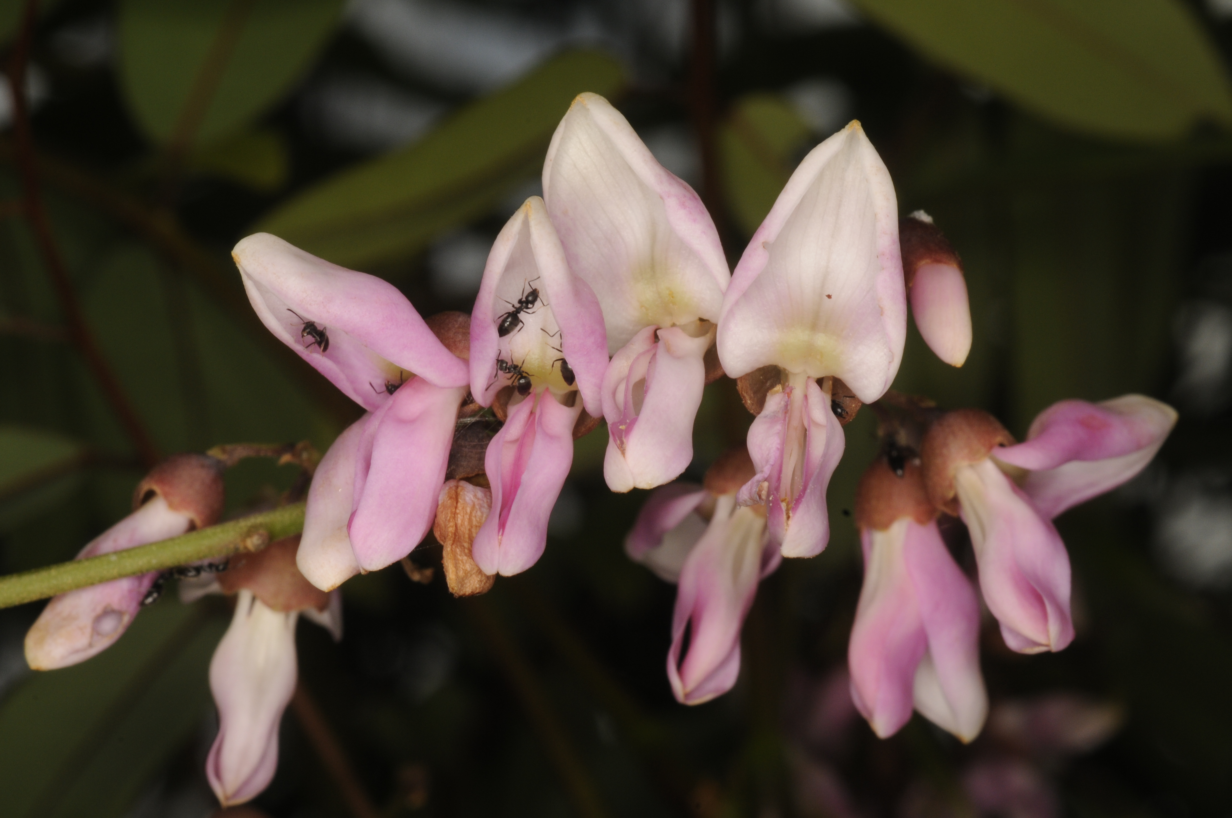 India Flora Online