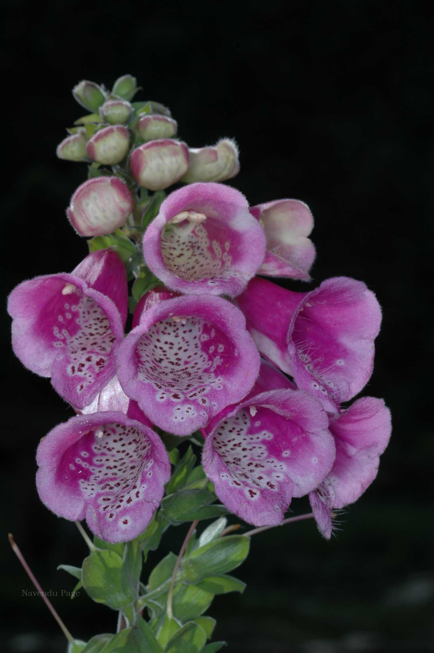 India Flora Online