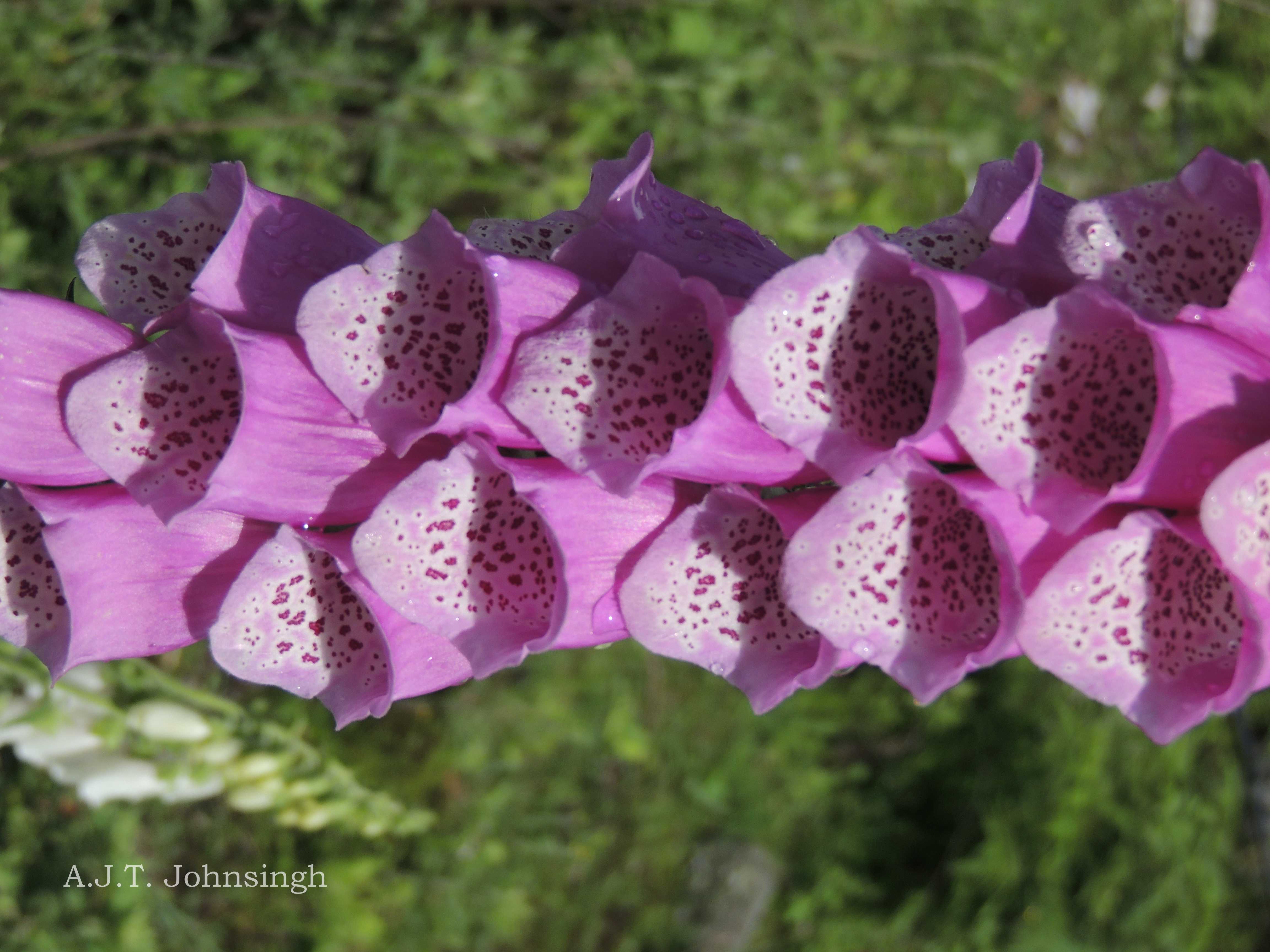 India Flora Online