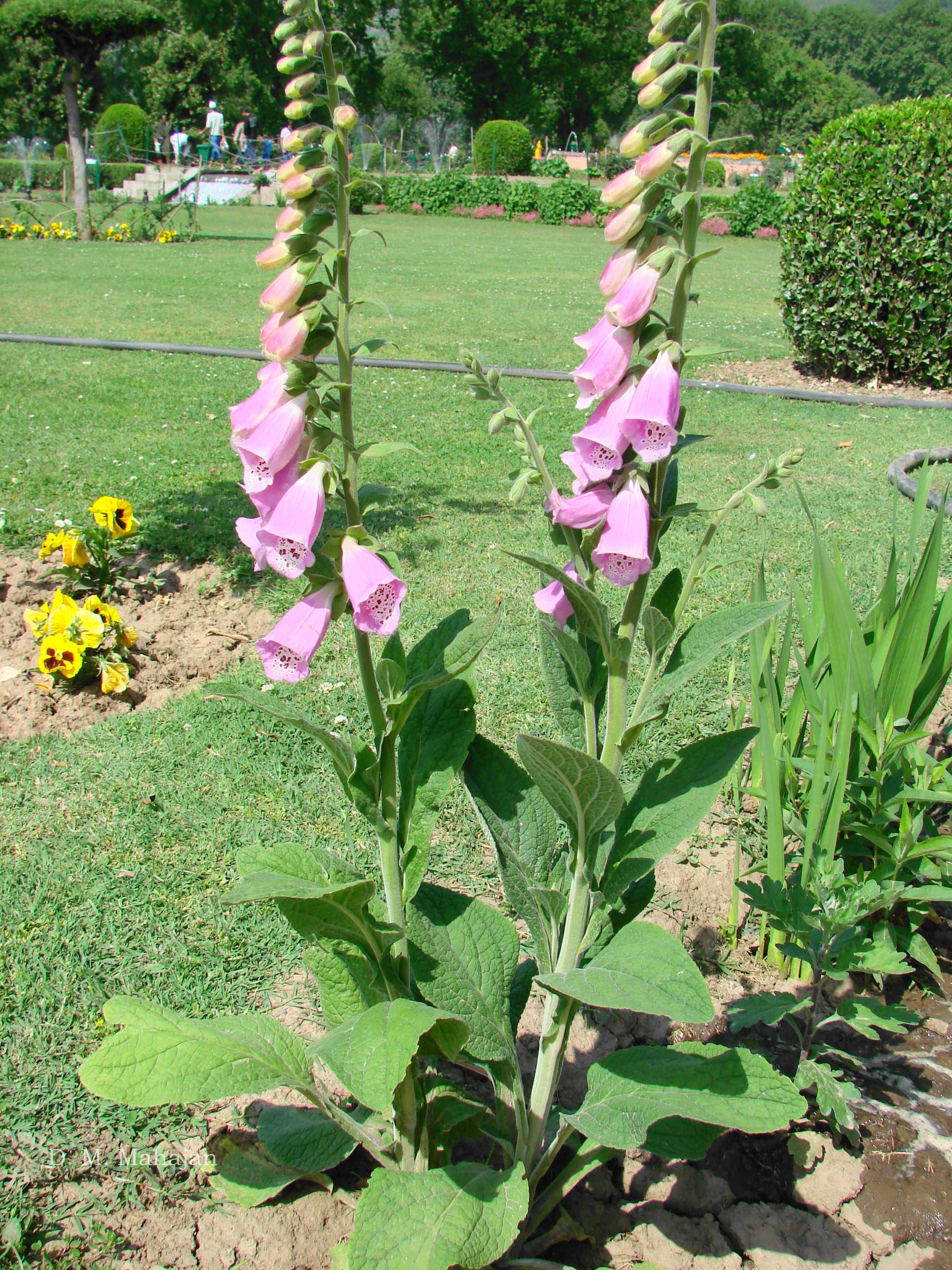 India Flora Online