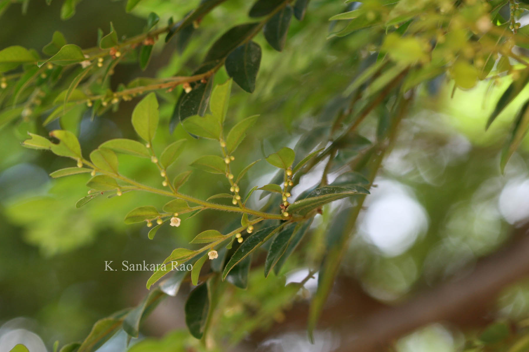 India Flora Online