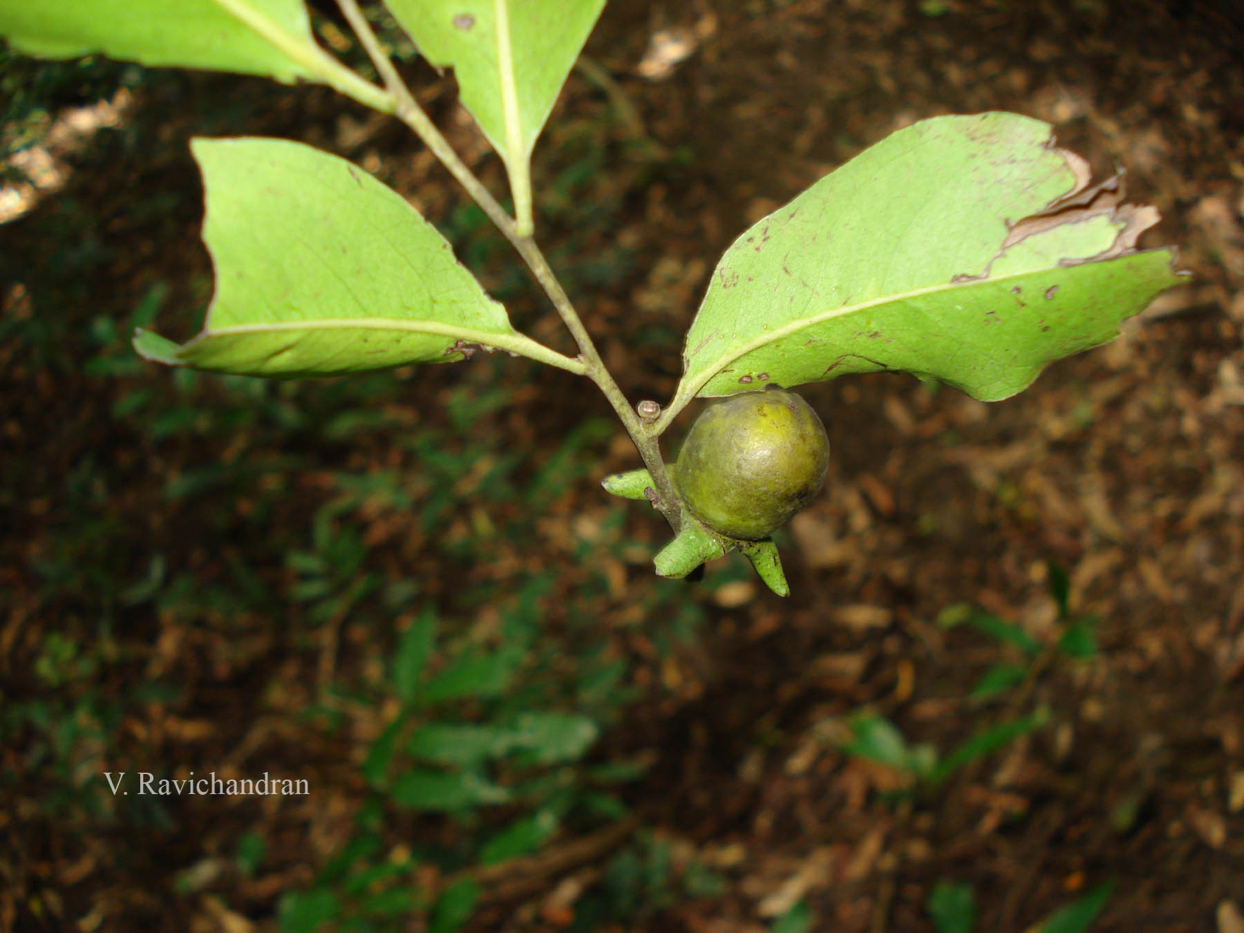 India Flora Online
