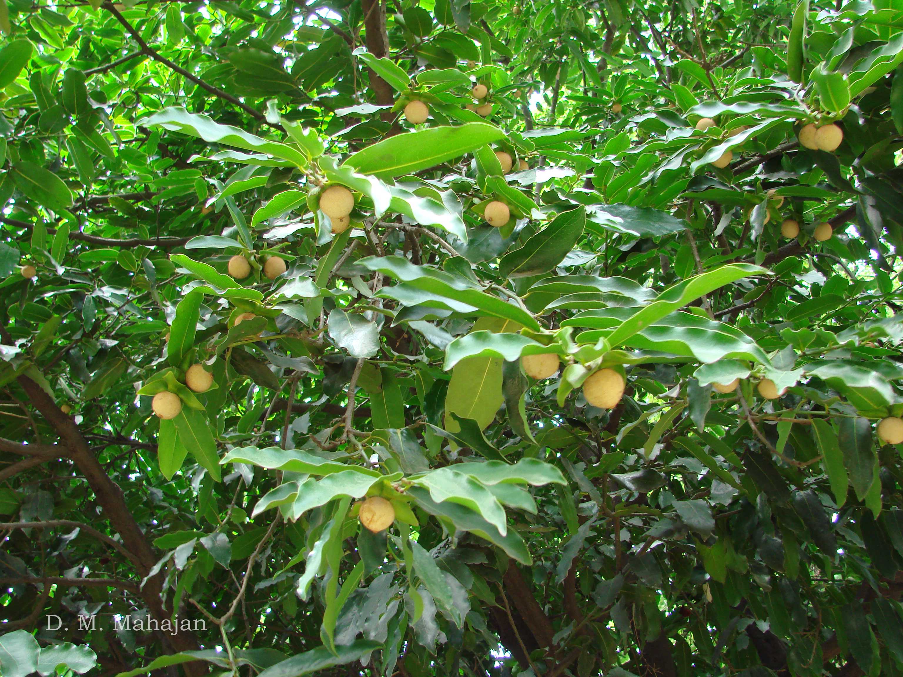 India Flora Online