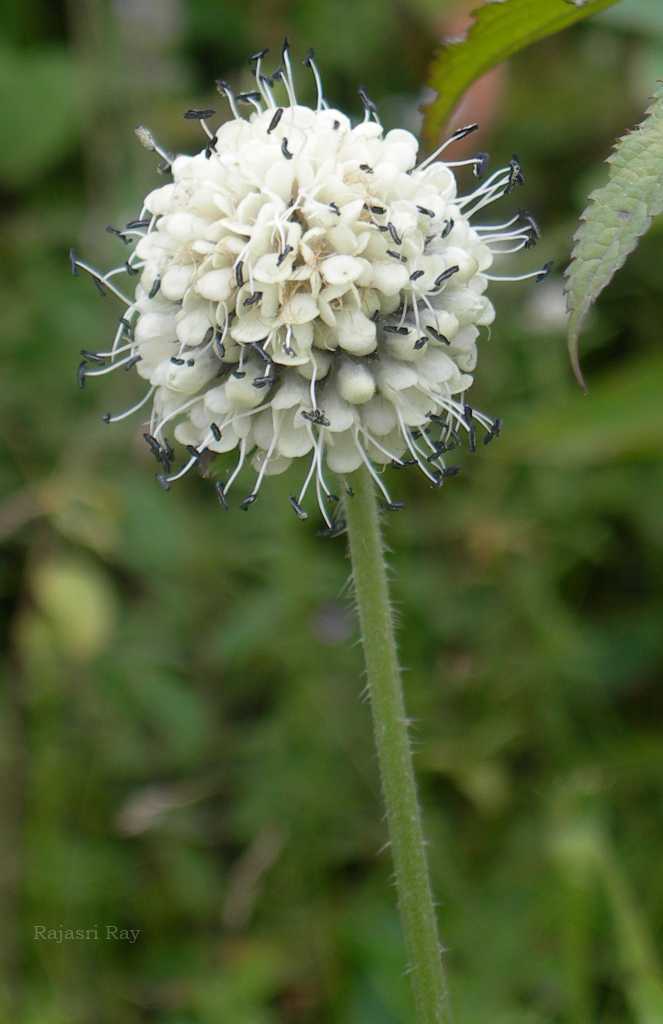India Flora Online