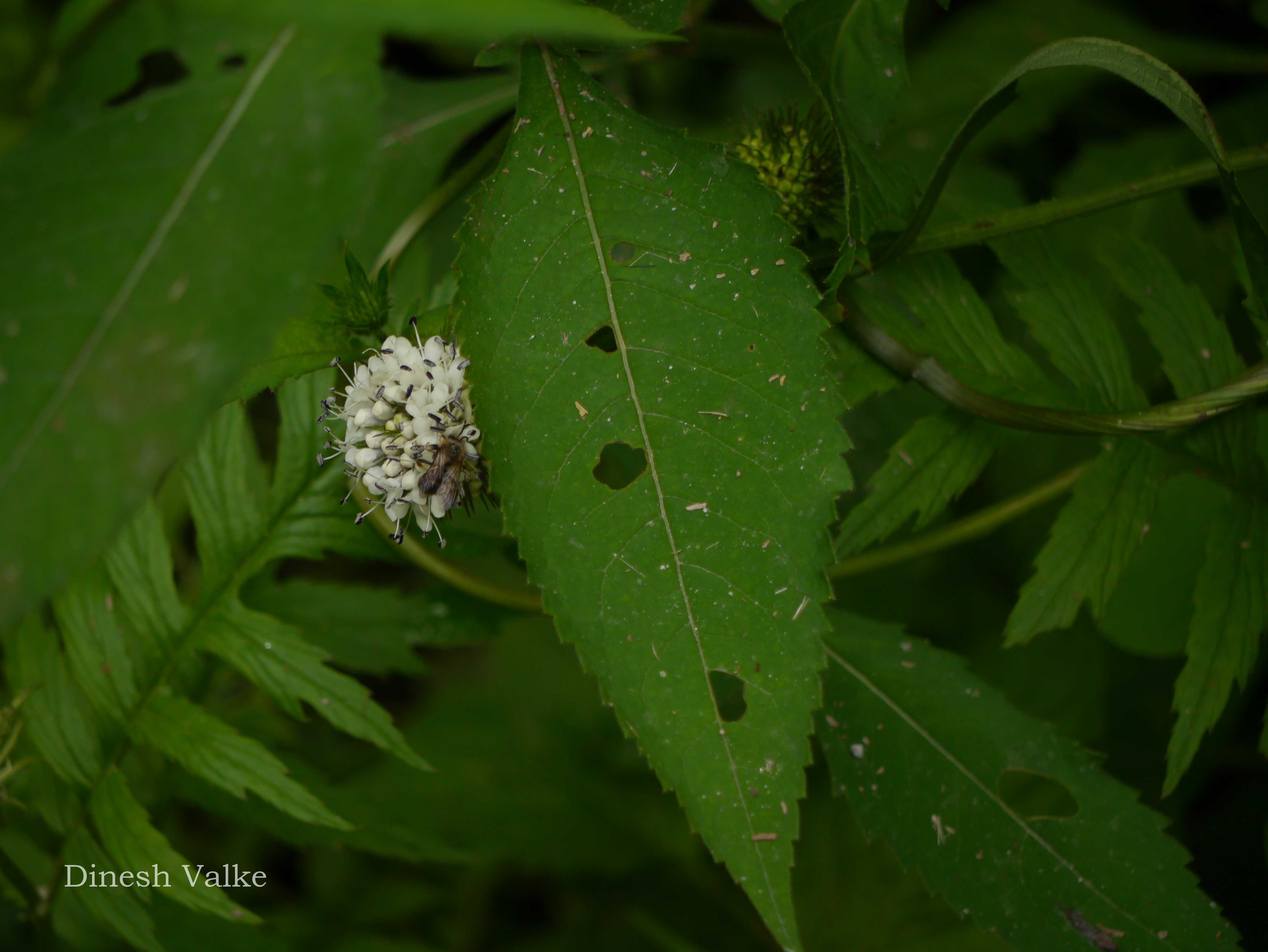 India Flora Online